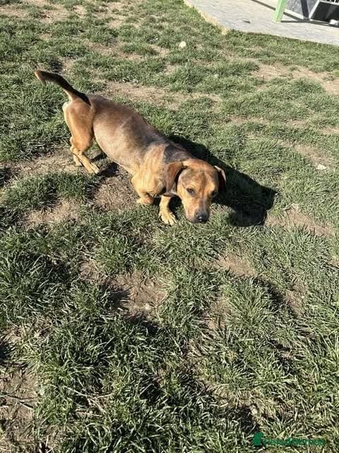 Rescue boy Noodle photo 18