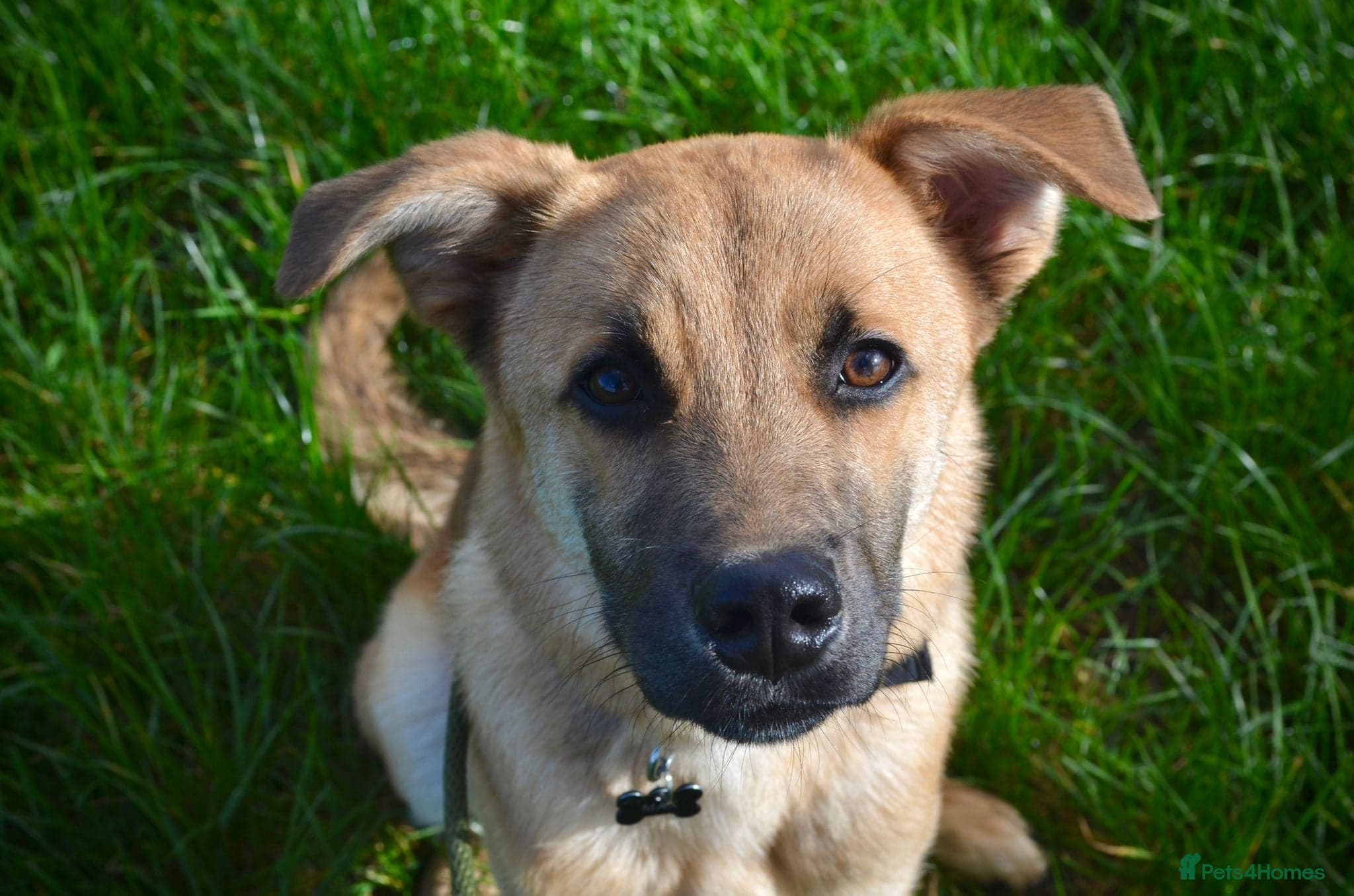 Max 🐶 — Mixed Breed