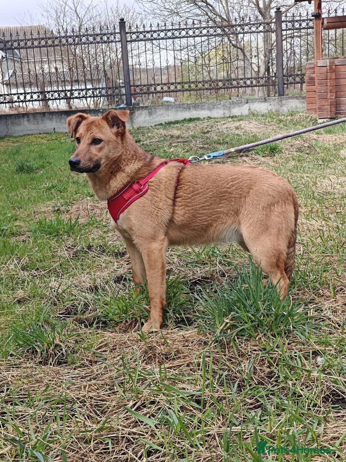 ️🐶 yara photo 4