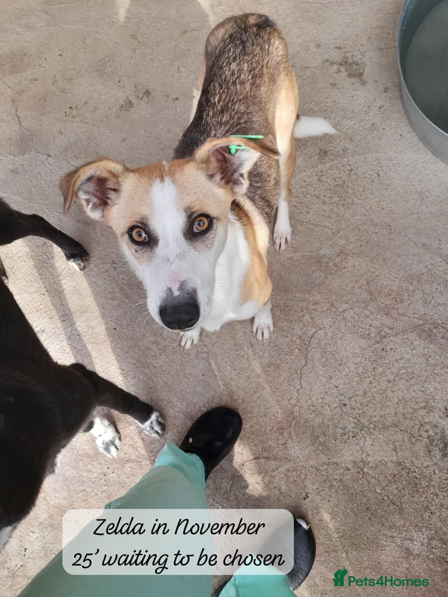 Zelda, 3 yrs old approx. photo 2