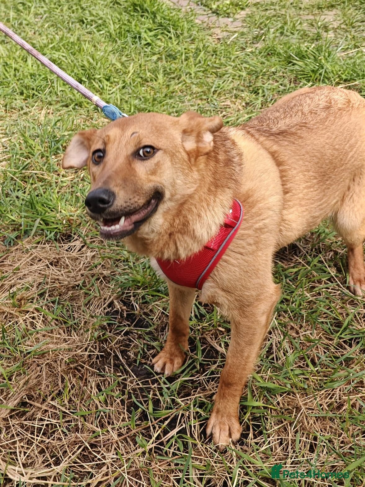 ️🐶 yara photo 6