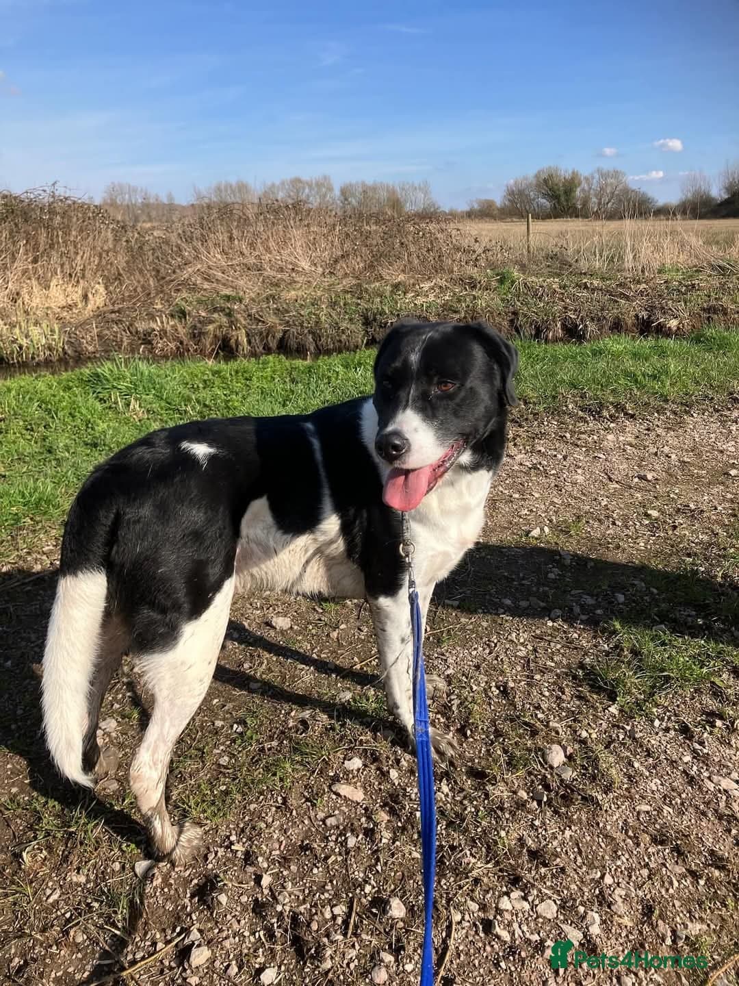 Caleb - our gentle giant💙 photo 6