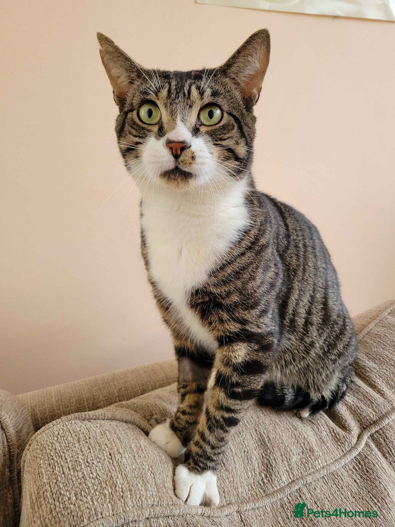 Sweet Totoro photo 3