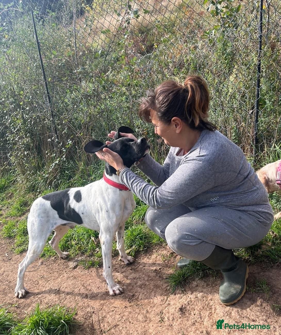 Pointer, Duke photo 4