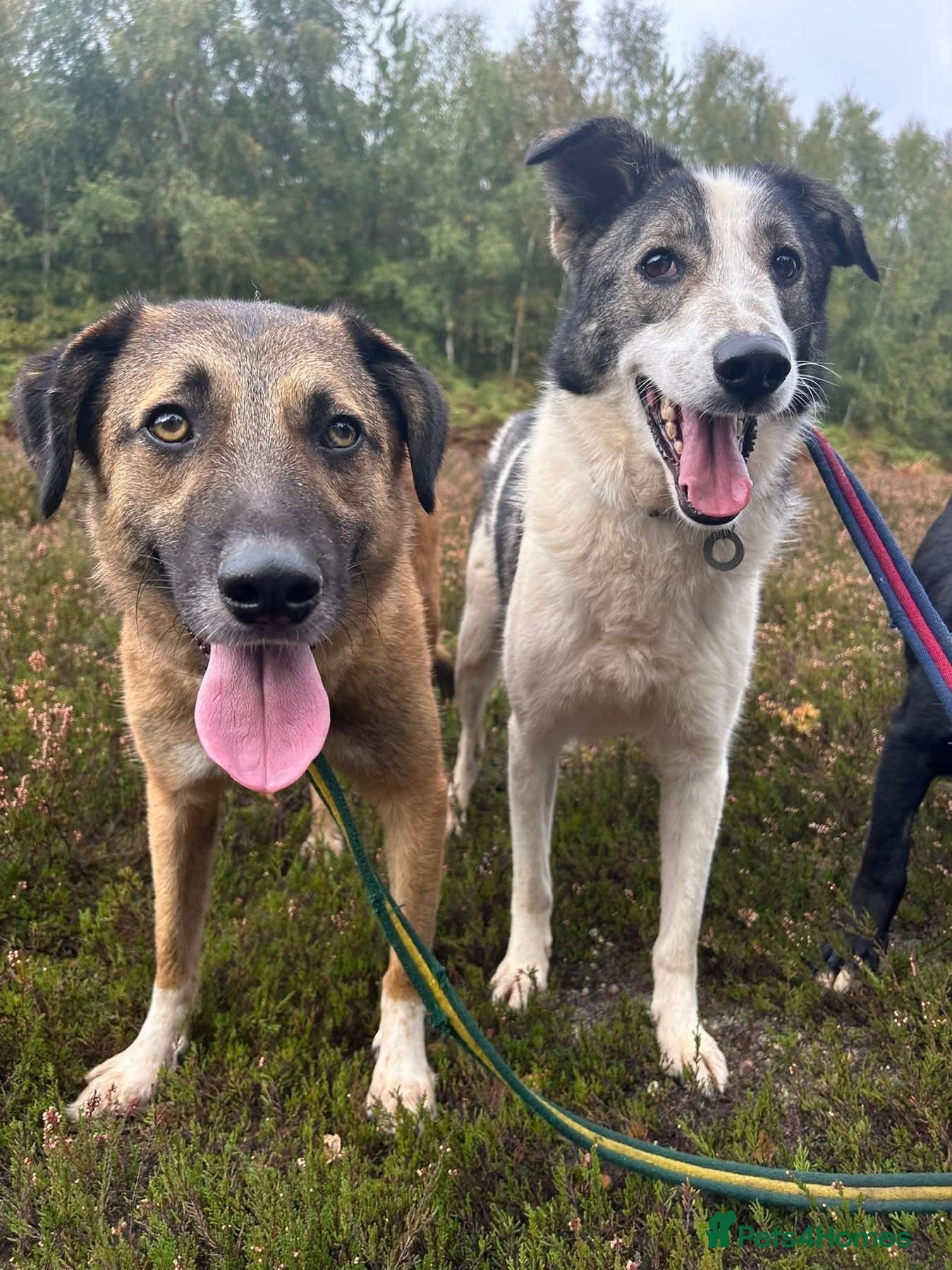 Matteo - Norwich Norfolk photo 9