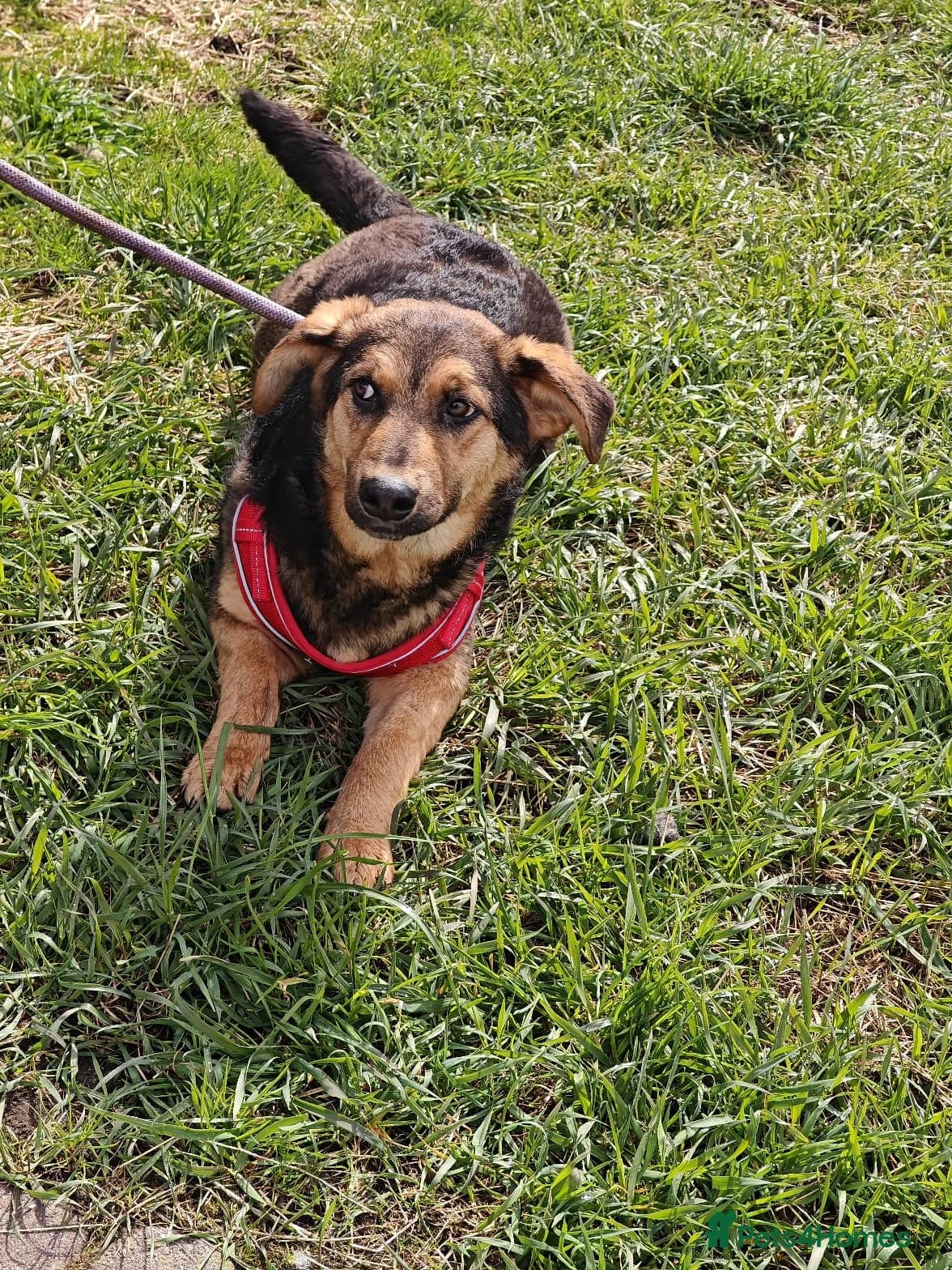 ๏ธ๐ถ yasia photo 6