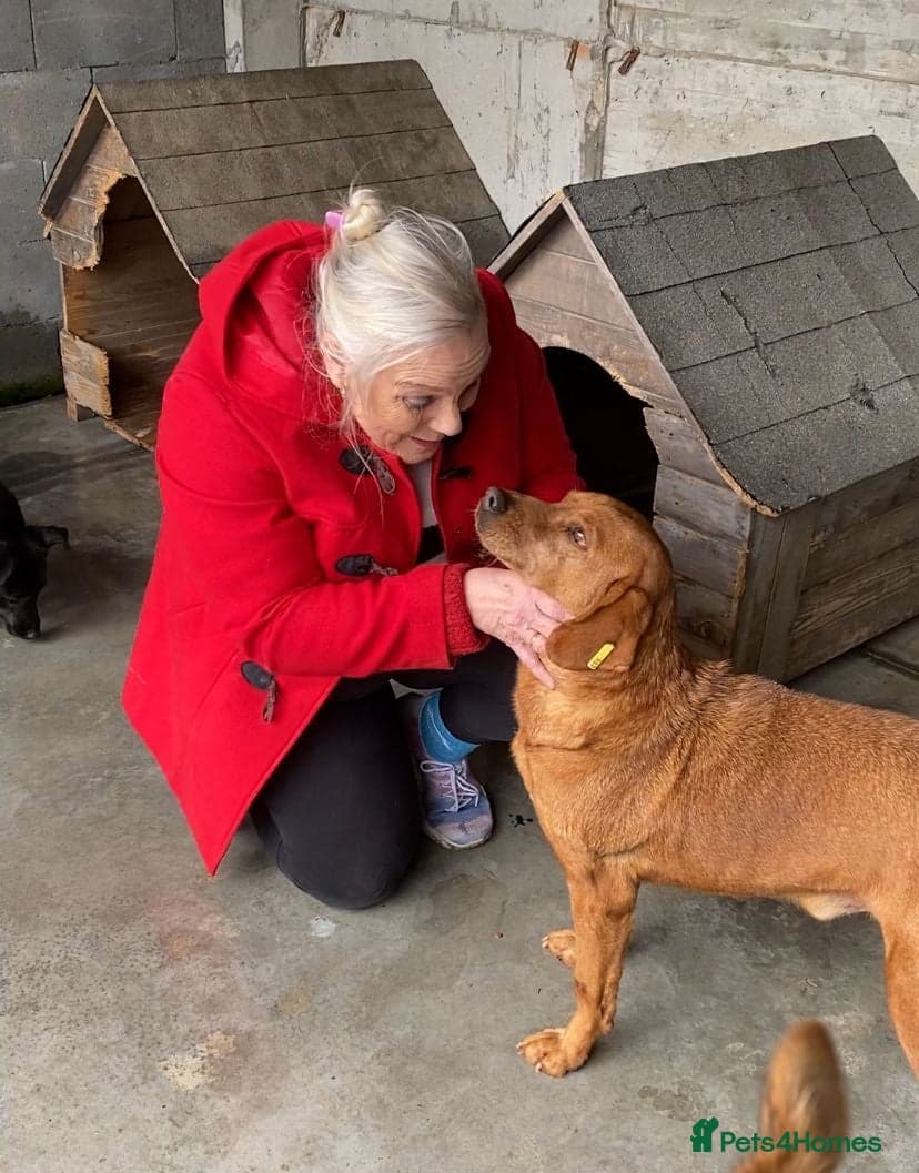 Beanie Boy, 3-4 yrs old. photo 7