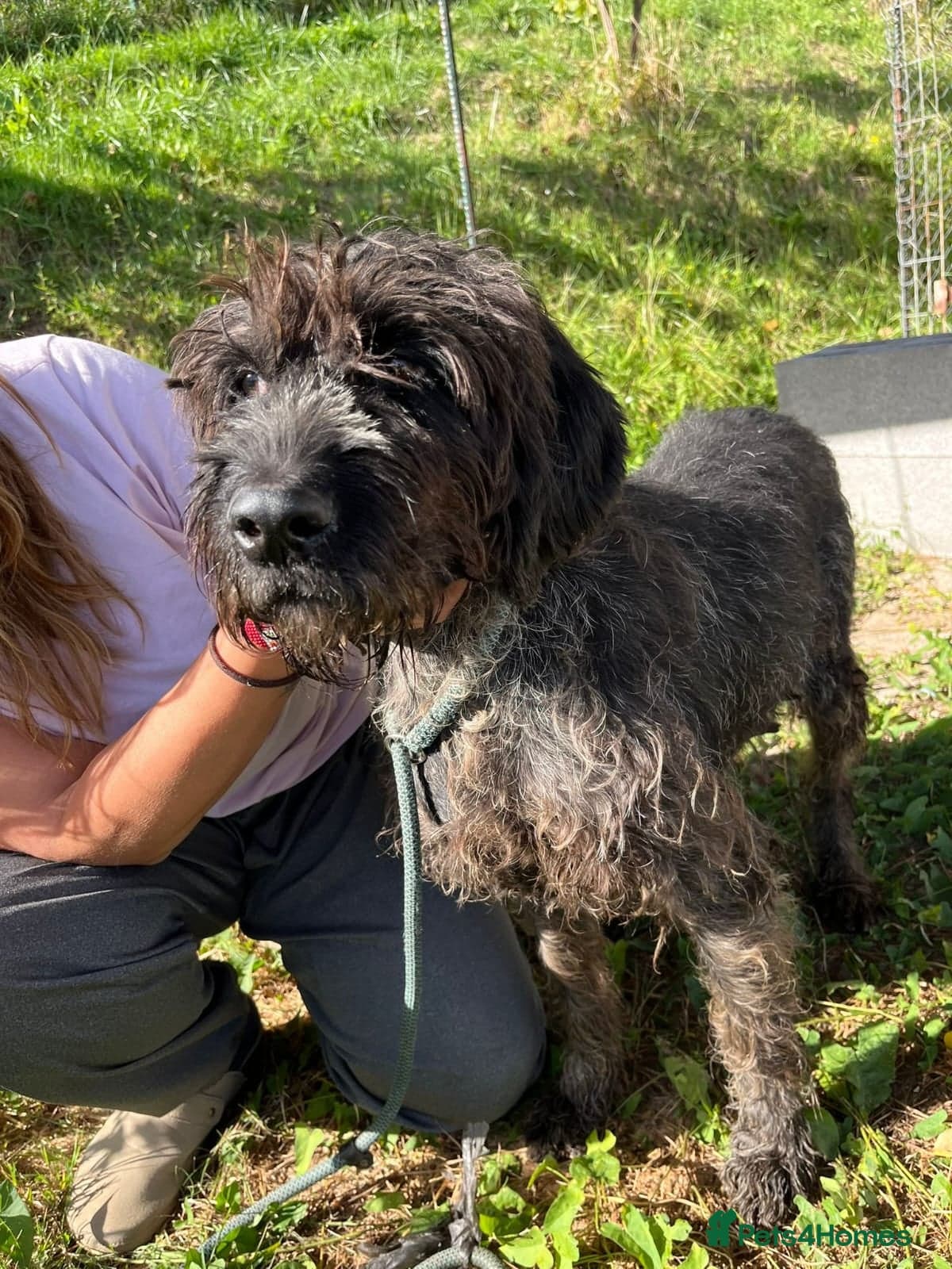 German Wirehaired Pointer Orla photo 7