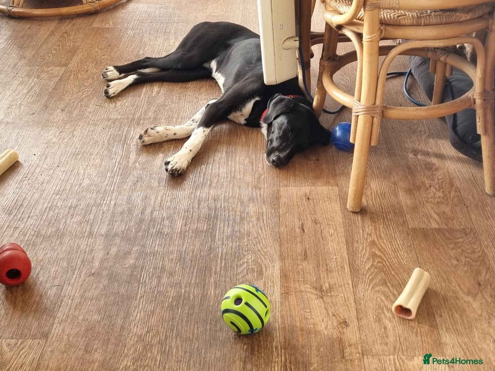 Nora for adoption in cornwall/devon photo 13