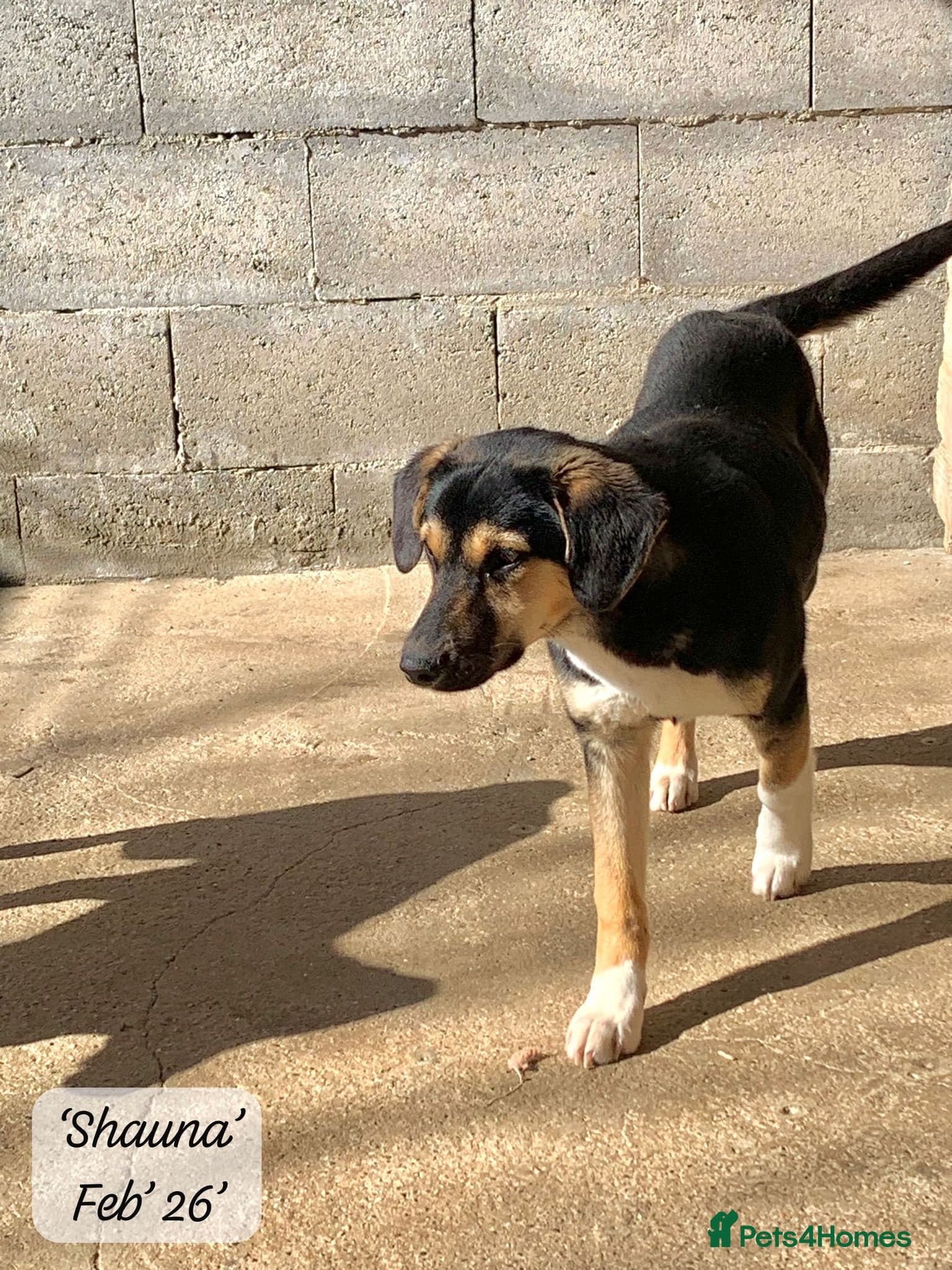 Shauna, 6 months approx. photo 8