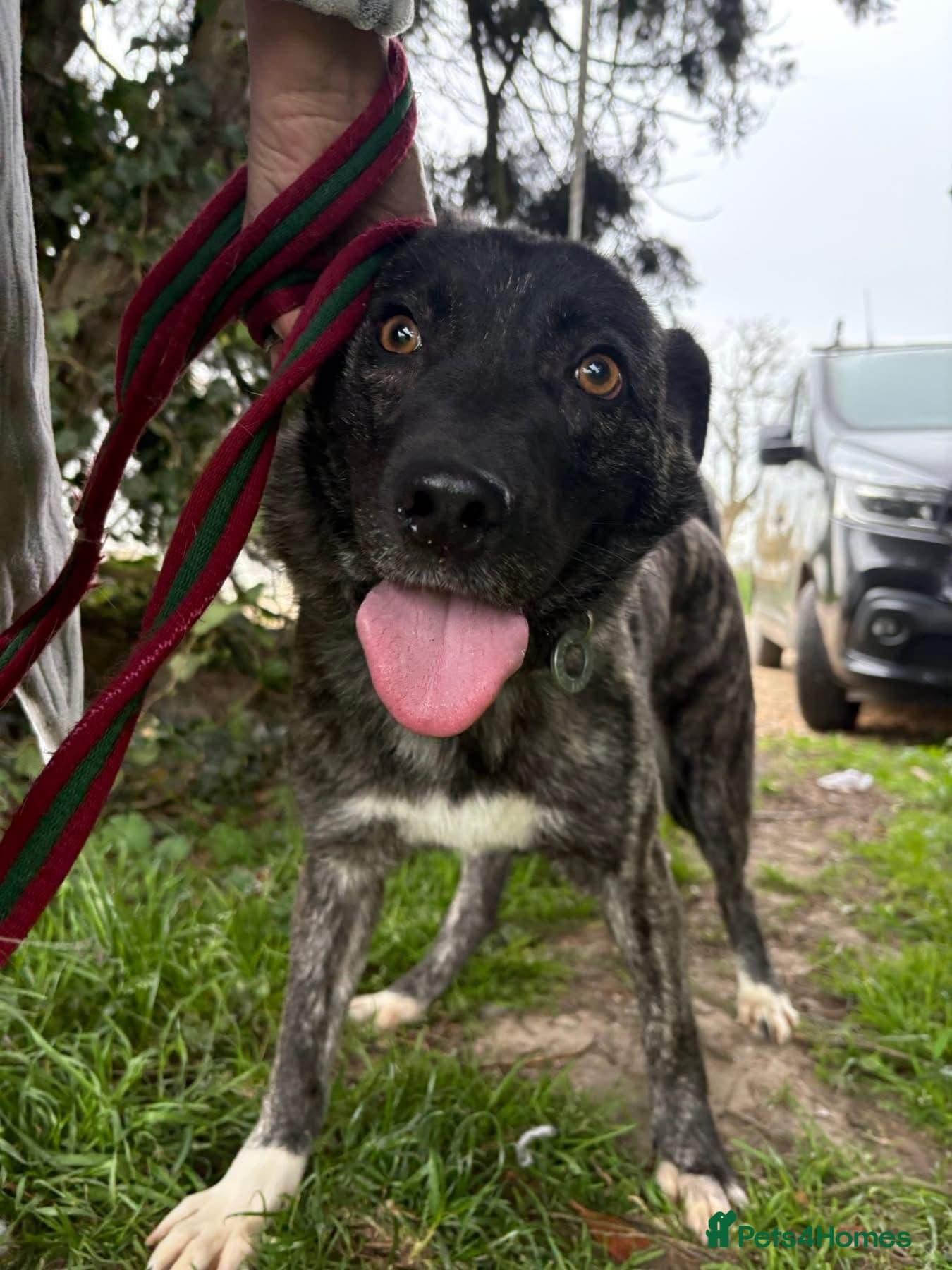 Jasper - Norwich Norfolk photo 10