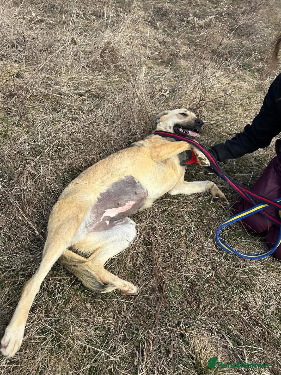 Octavia - Norwich Norfolk — Mixed Breed