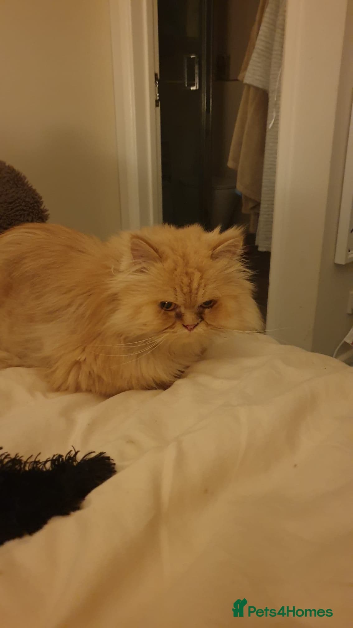 Lovely Lady Marigold photo 8