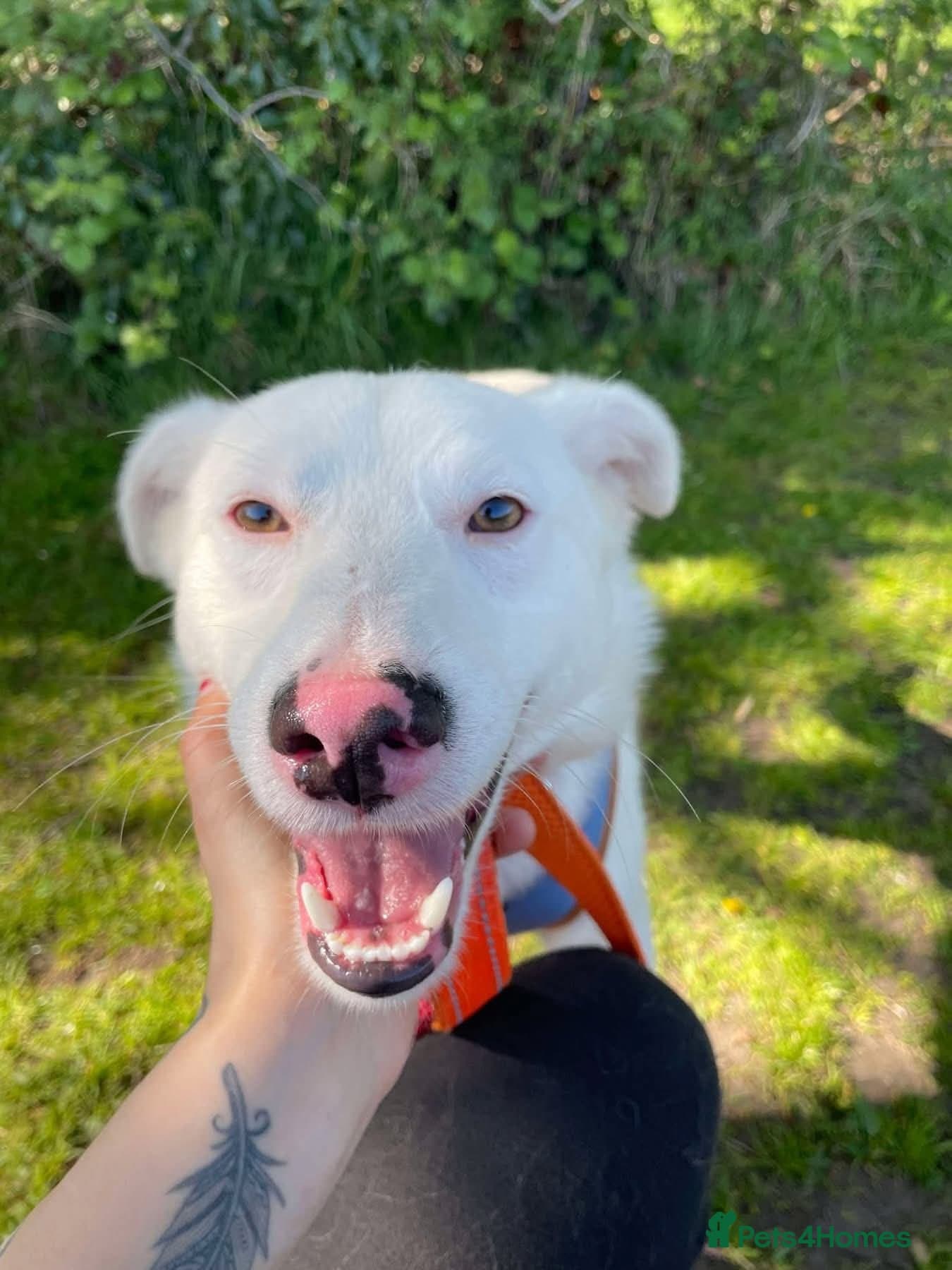 Meet Goose, currently residing in Cheshire — Mixed Breed