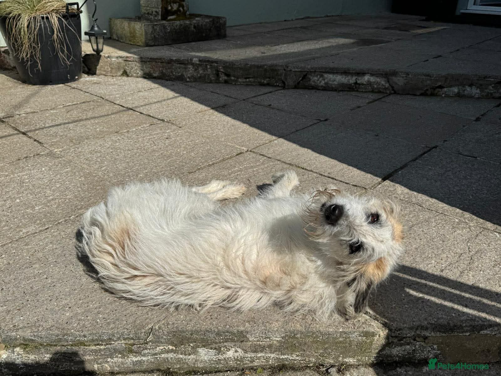 KALLIE- 18 months, loves dogs/playful/active/rural photo 7