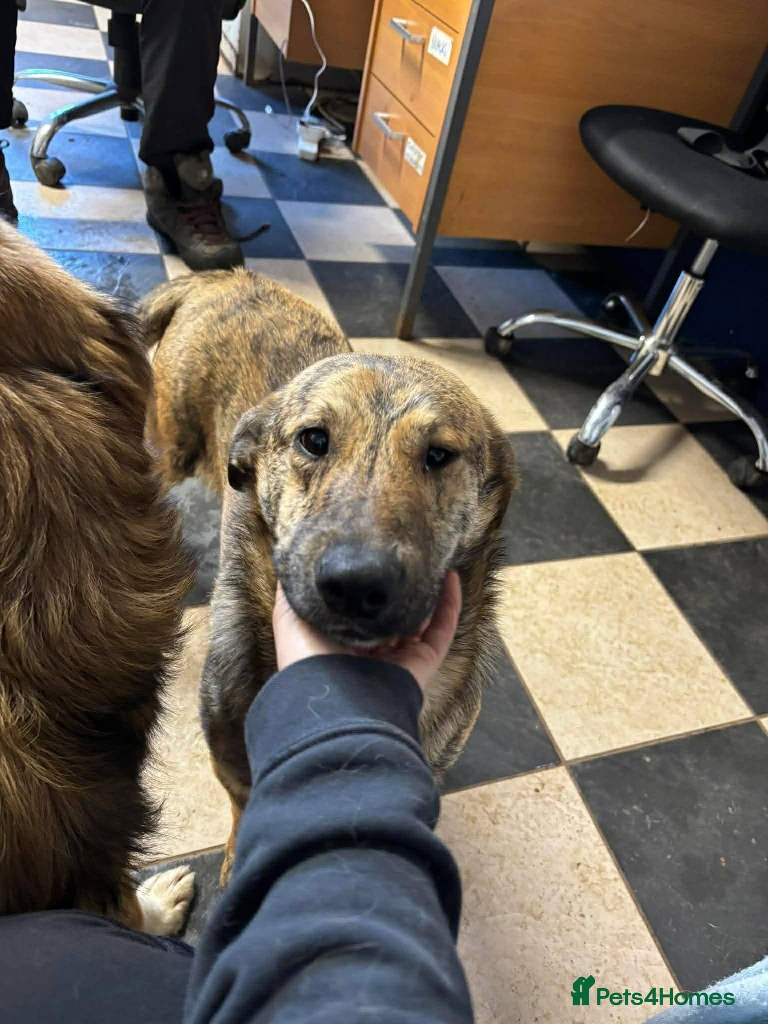 Meet Finn, currently residing in Cheshire photo 7