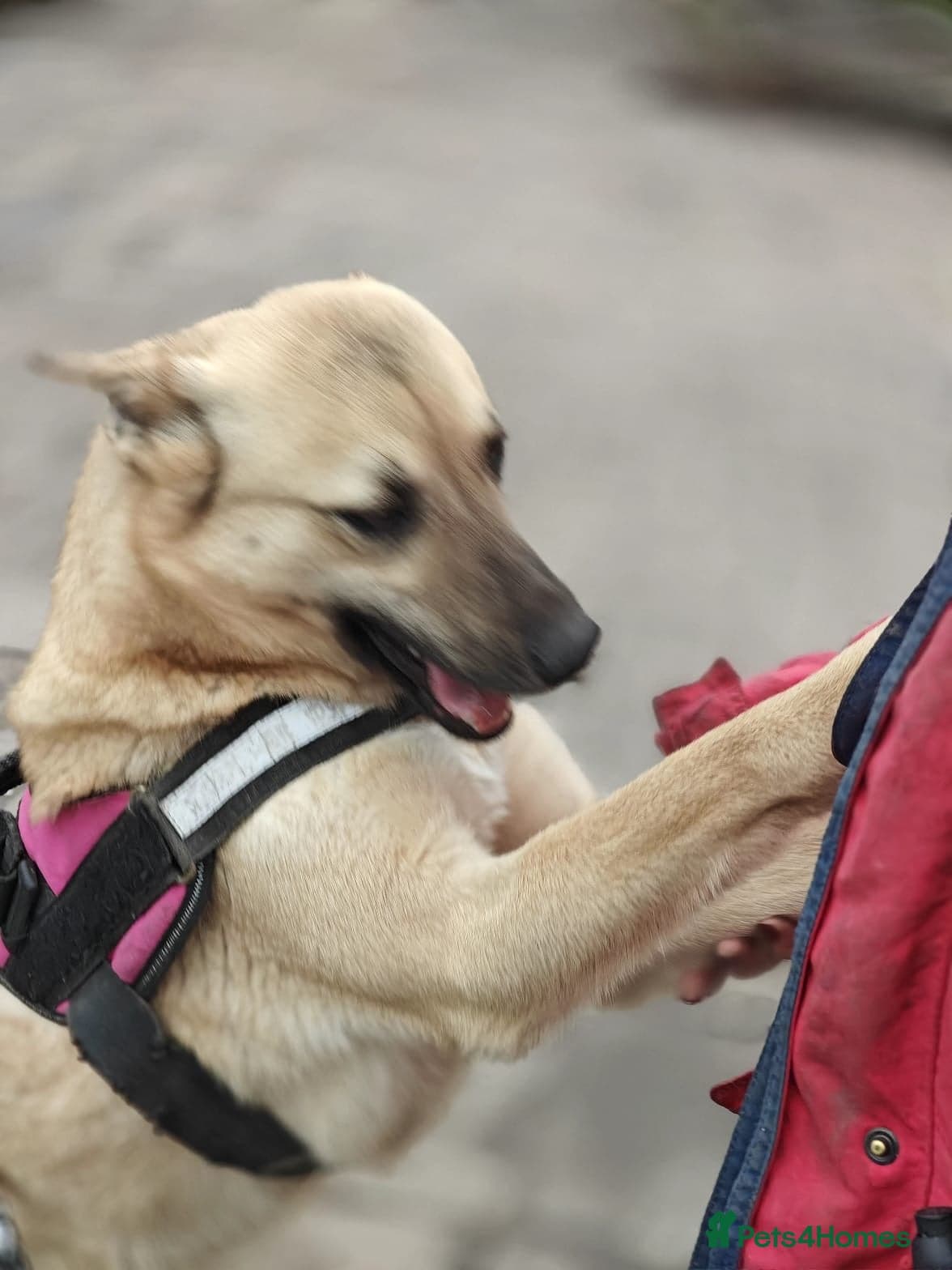 ️🐶 stacy photo 13