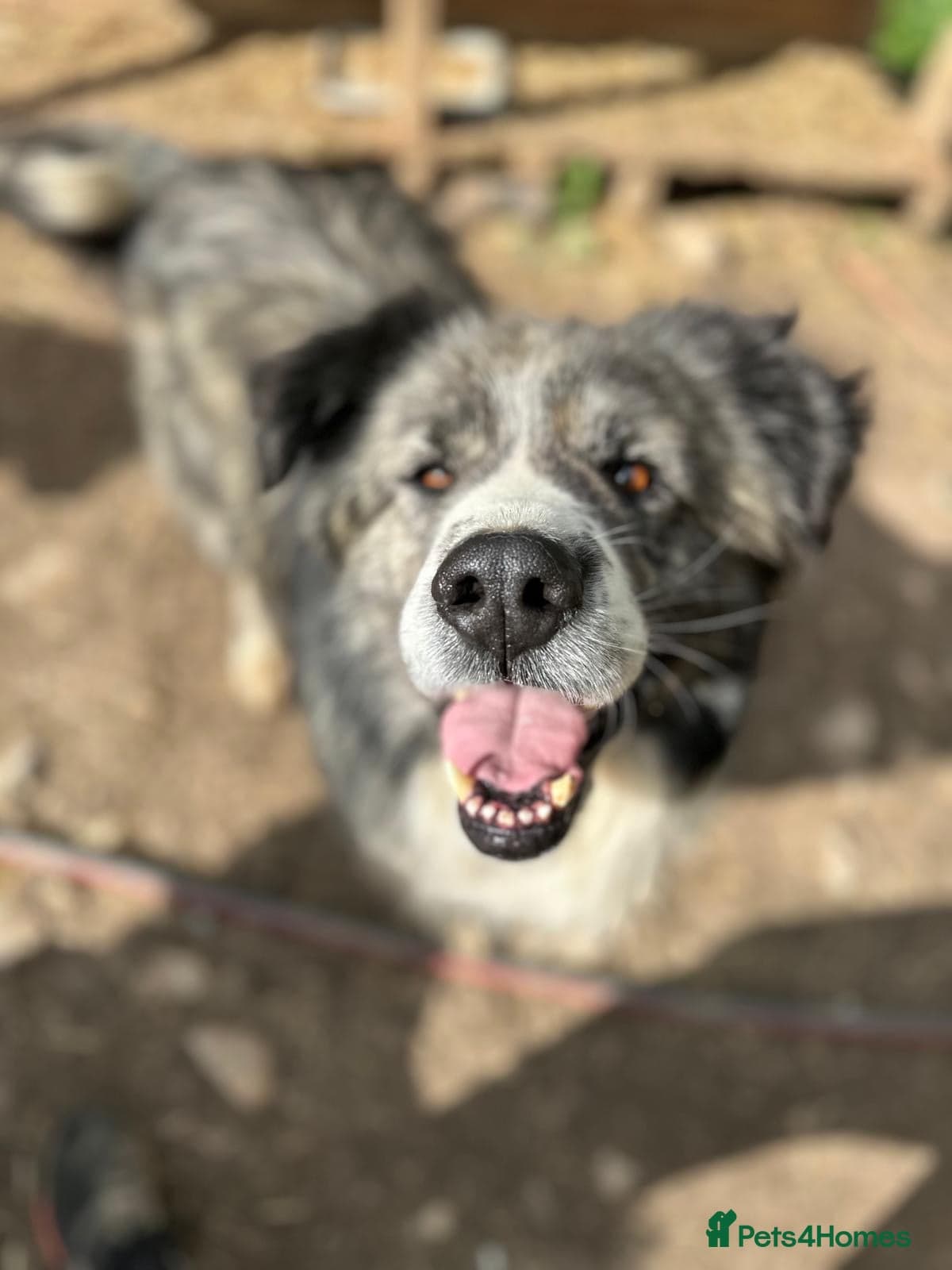 year old Iancu photo 10