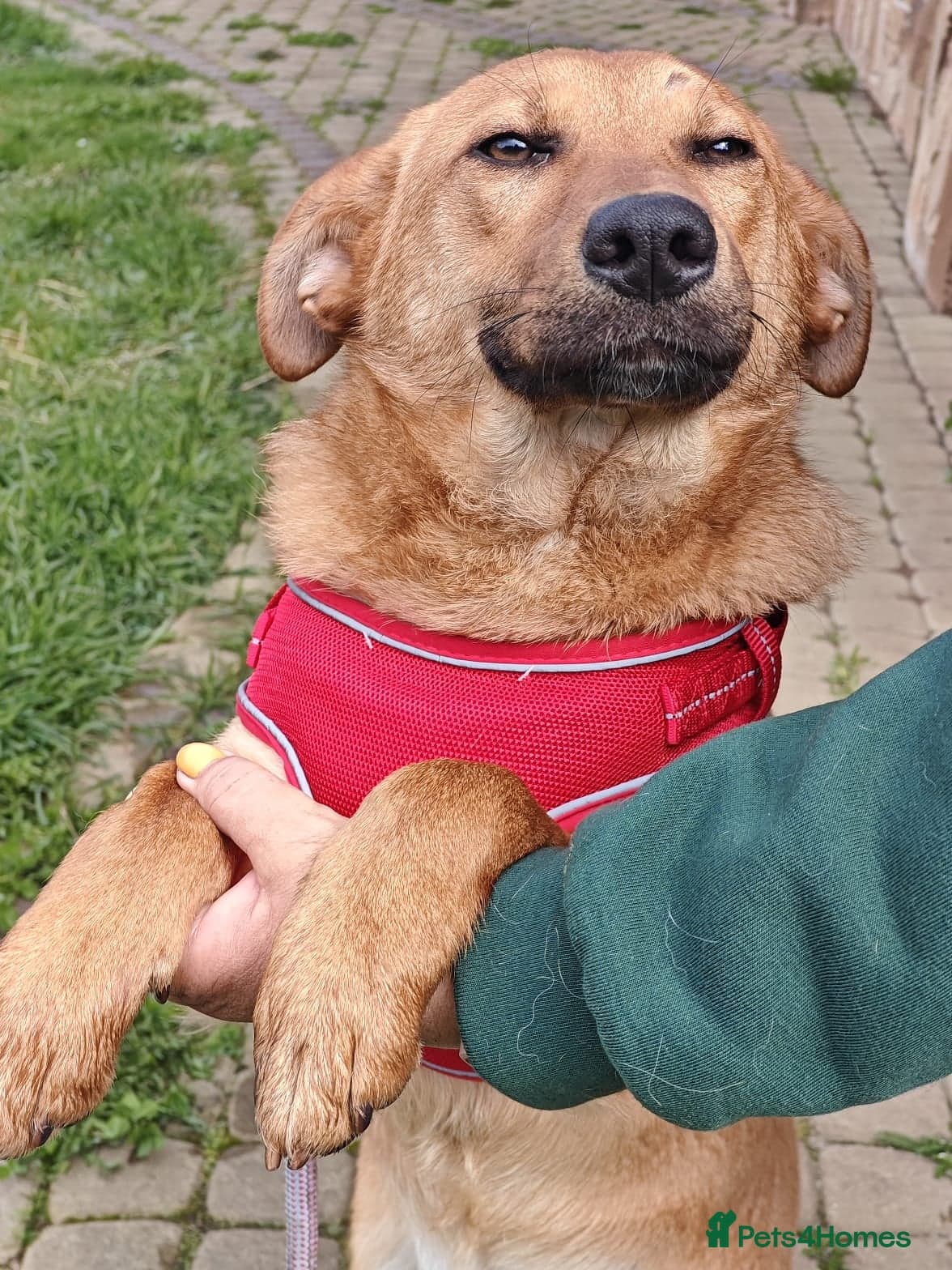 ️🐶 yara photo 11