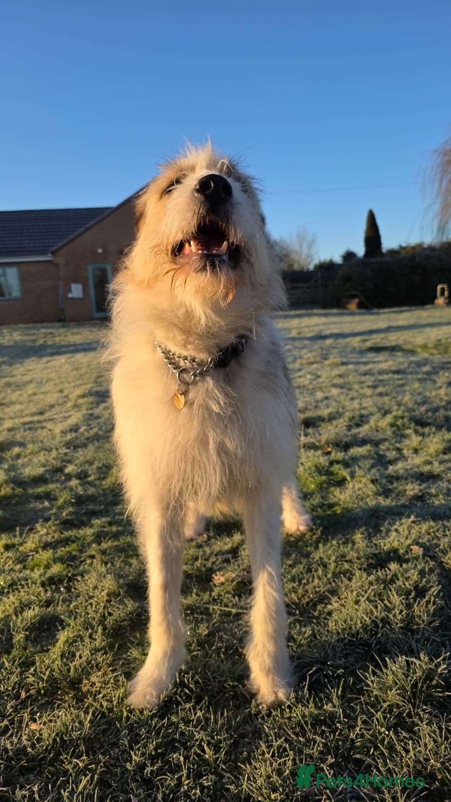 Hershey & Harley ๐ still Waiting photo 14