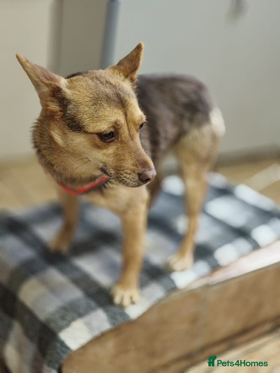 ️🐶 rudya photo 8