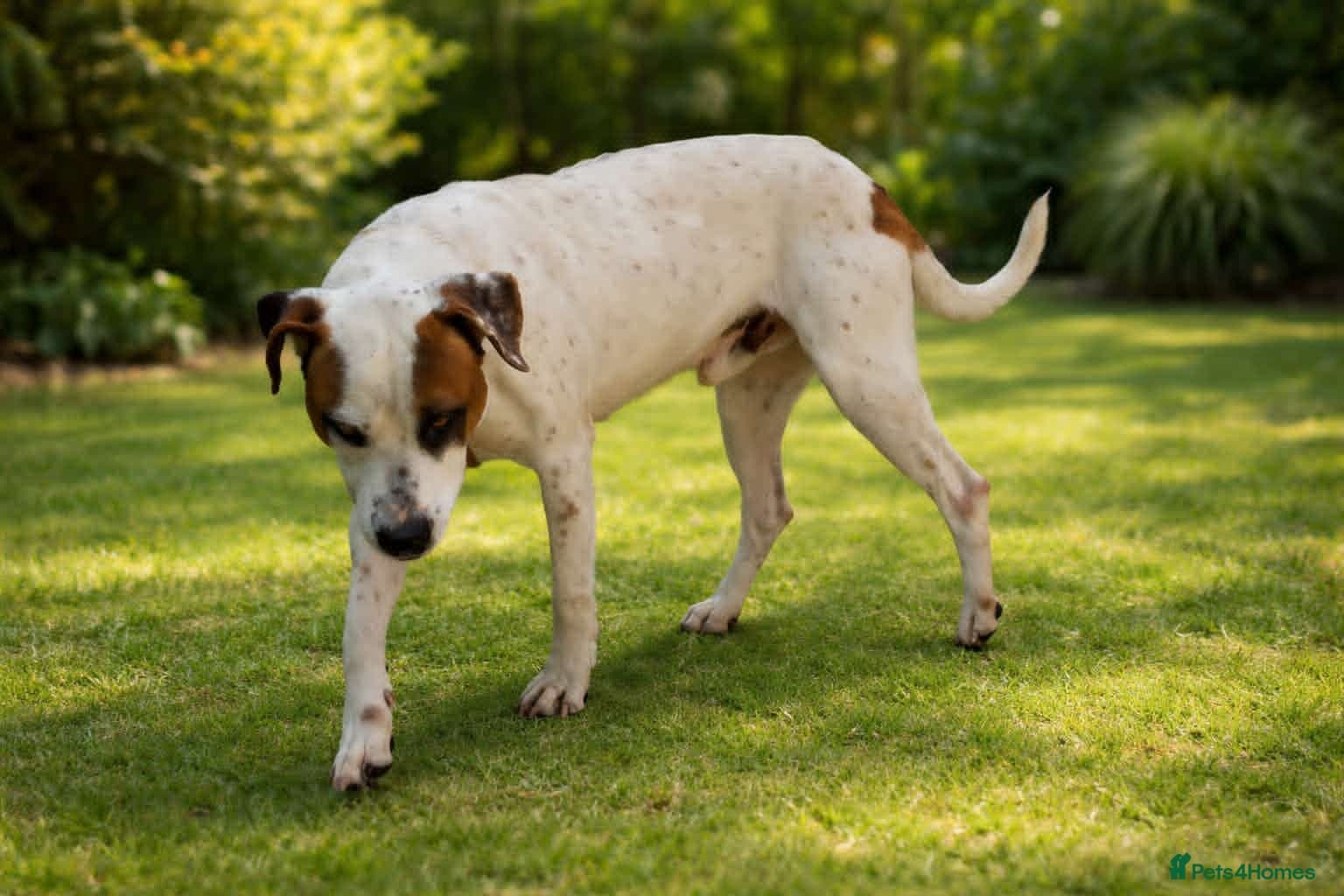 Claudio❤️🚨🐾 — Mixed Breed