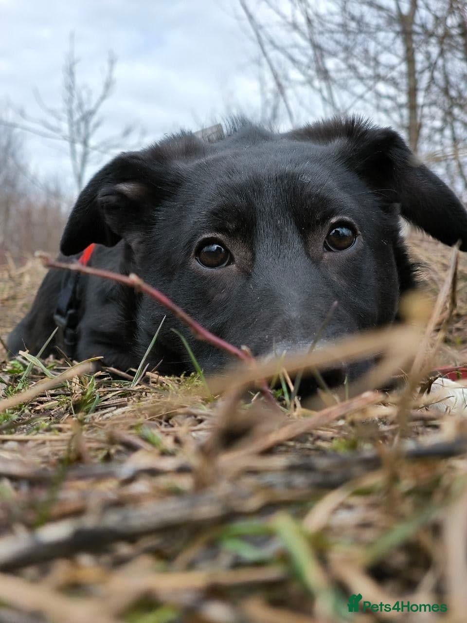 ️🐶 masha photo 12