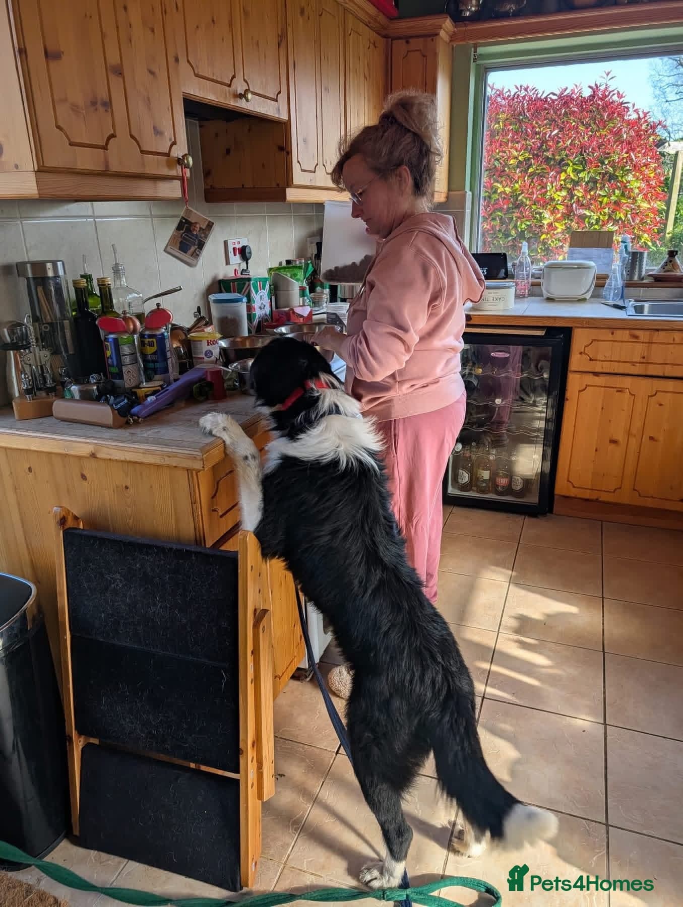 Tommy - long stratton Norfolk photo 5