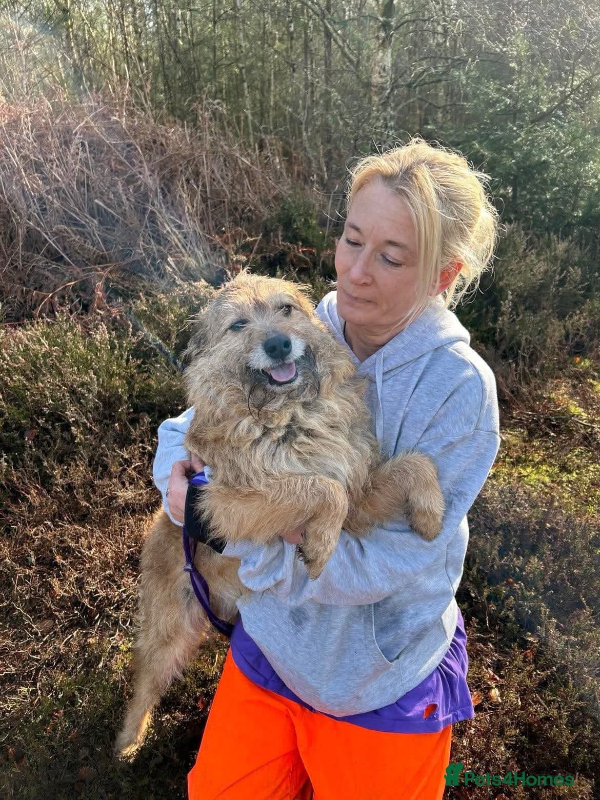 Jack - Watton Norfolk — Mixed Breed