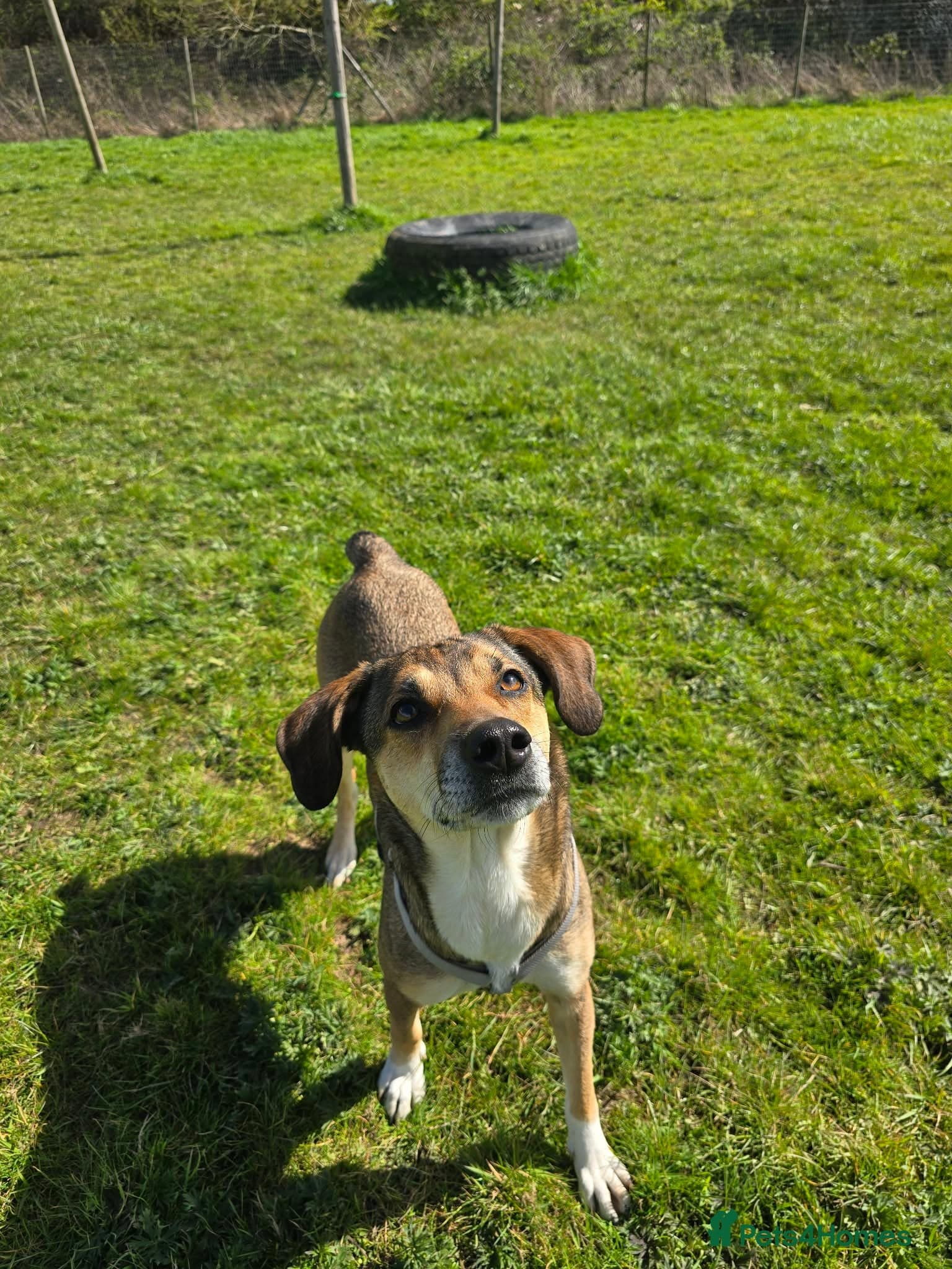 Little Nellie photo 7