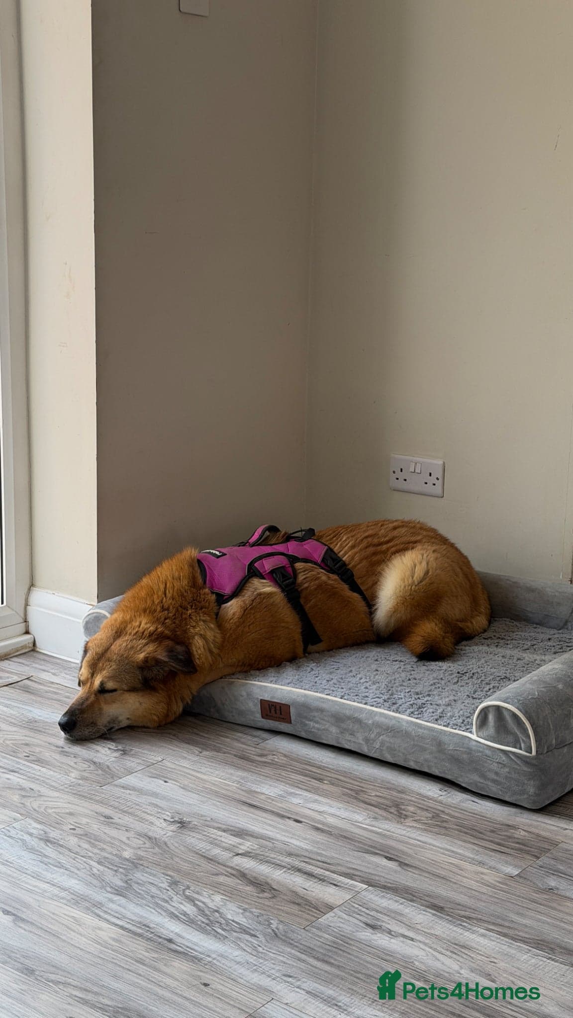 Sweet Muffin photo 11