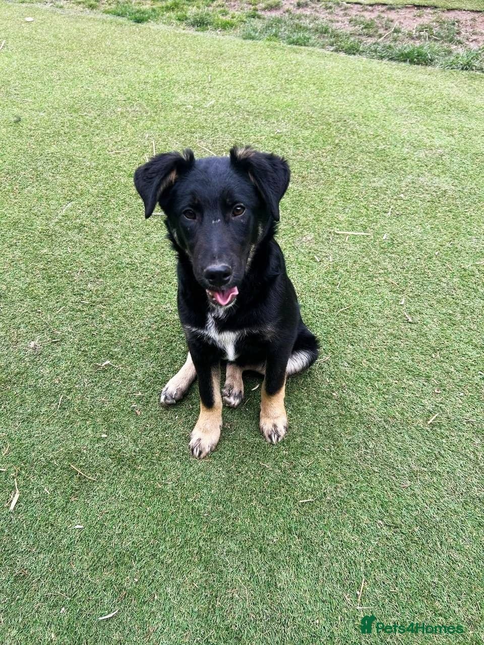 Barker — Mixed Breed