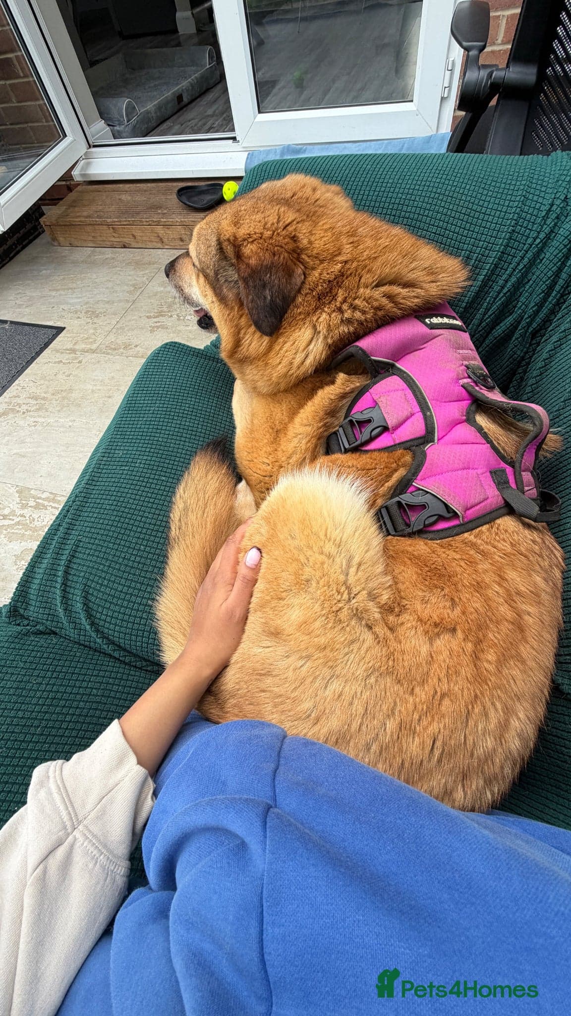 Sweet Muffin photo 10