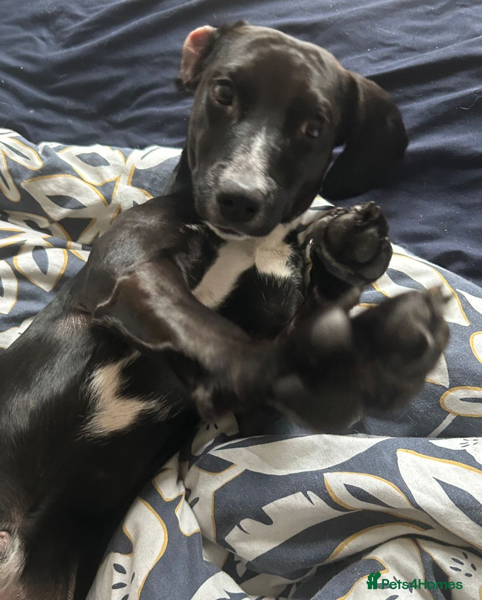 ️🐶 walter photo 14