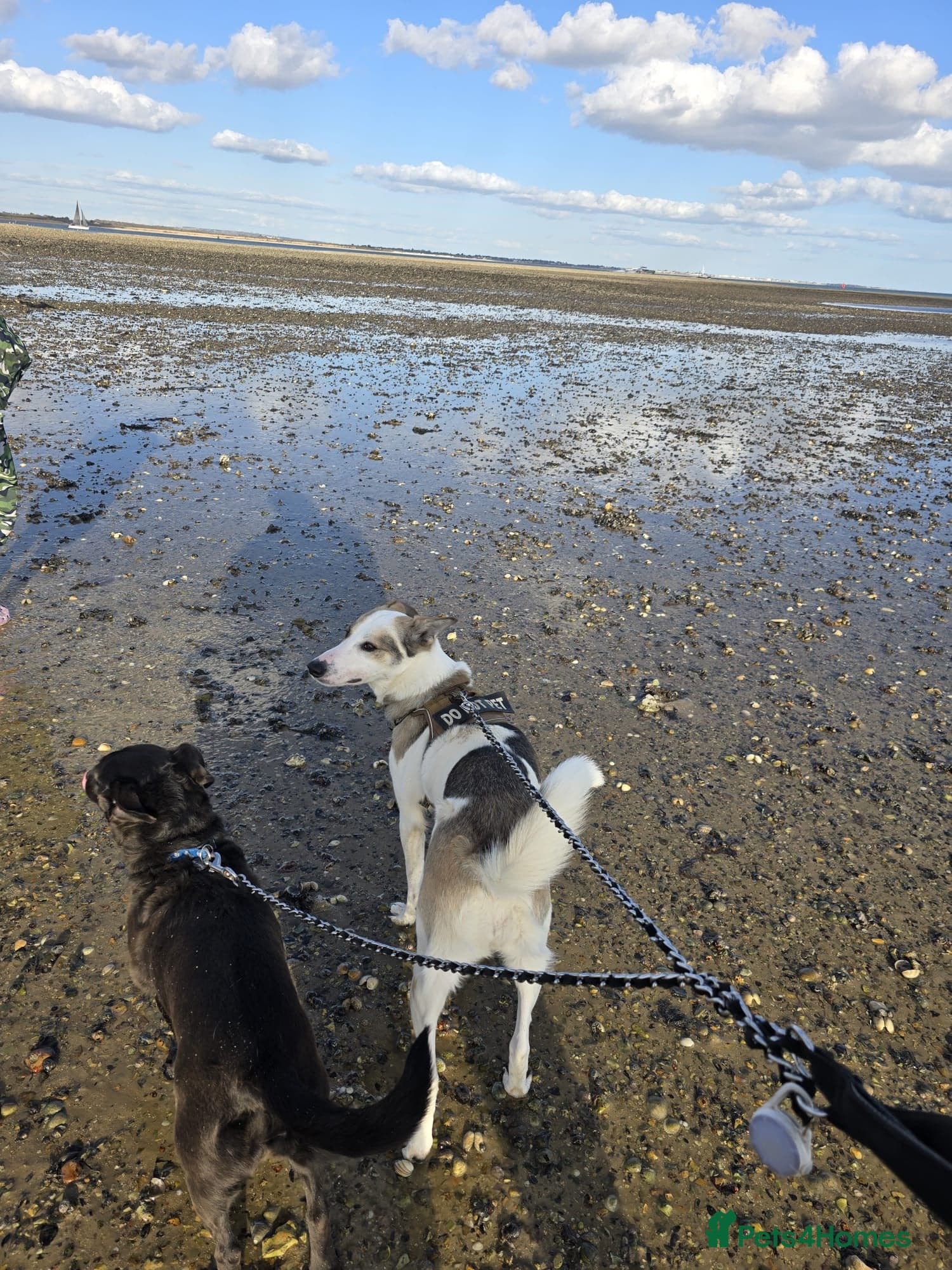 ๏ธ๐ถ bela photo 8