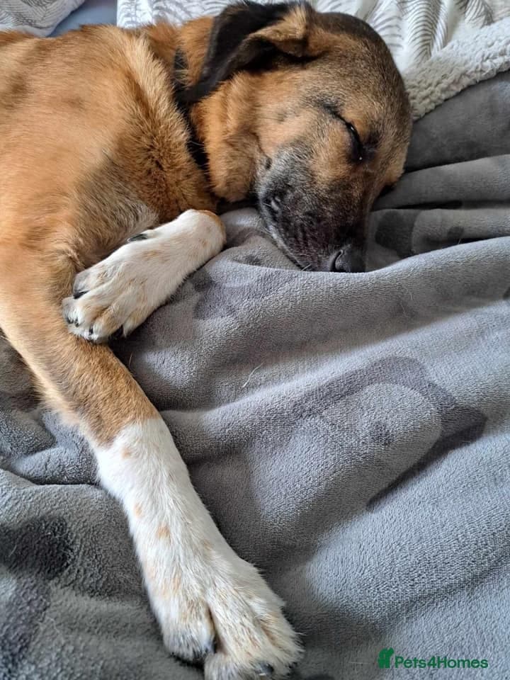 Levi - Norwich Norfolk photo 23