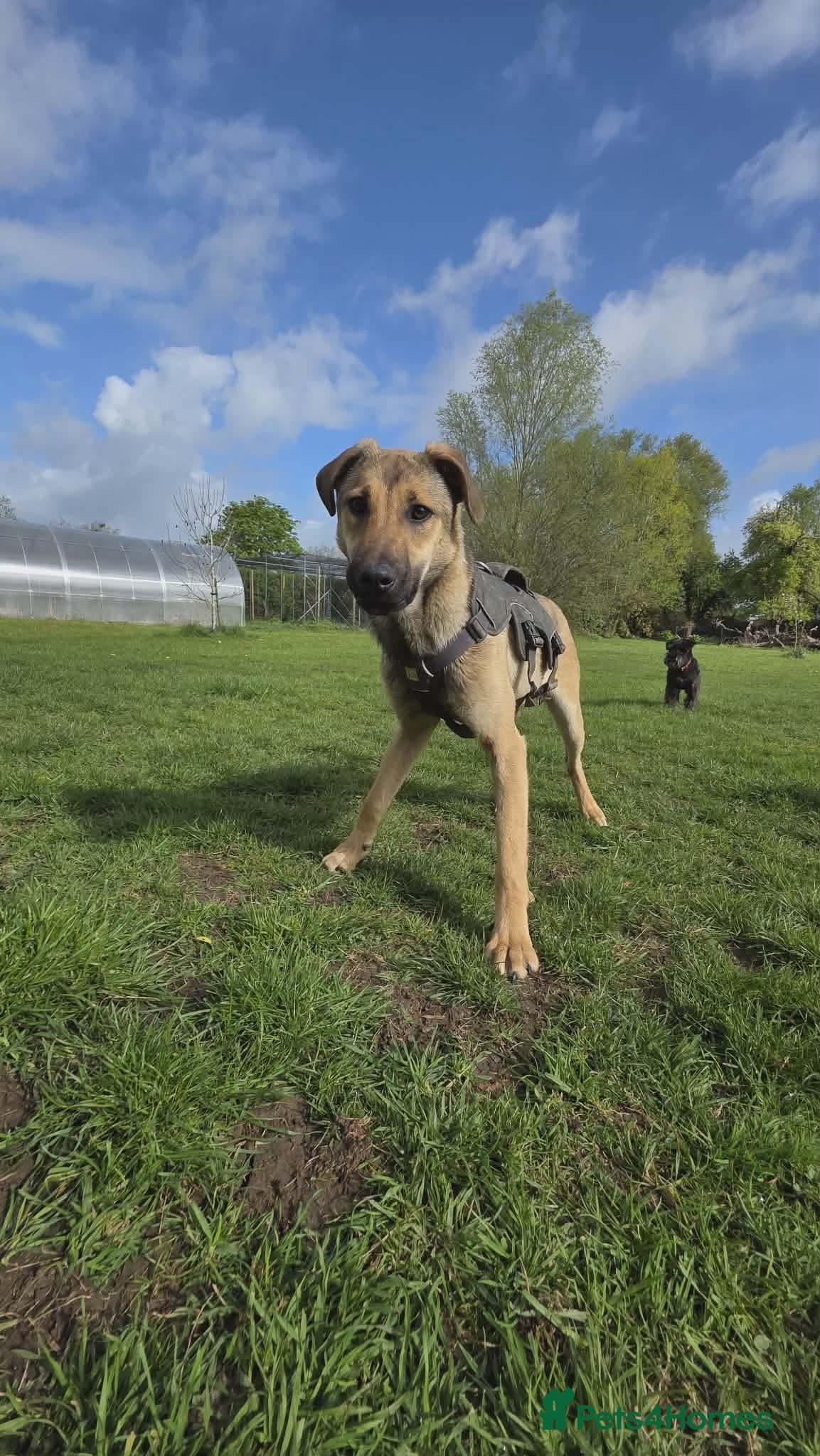 Clover - new info and photos/videos🍀 photo 4