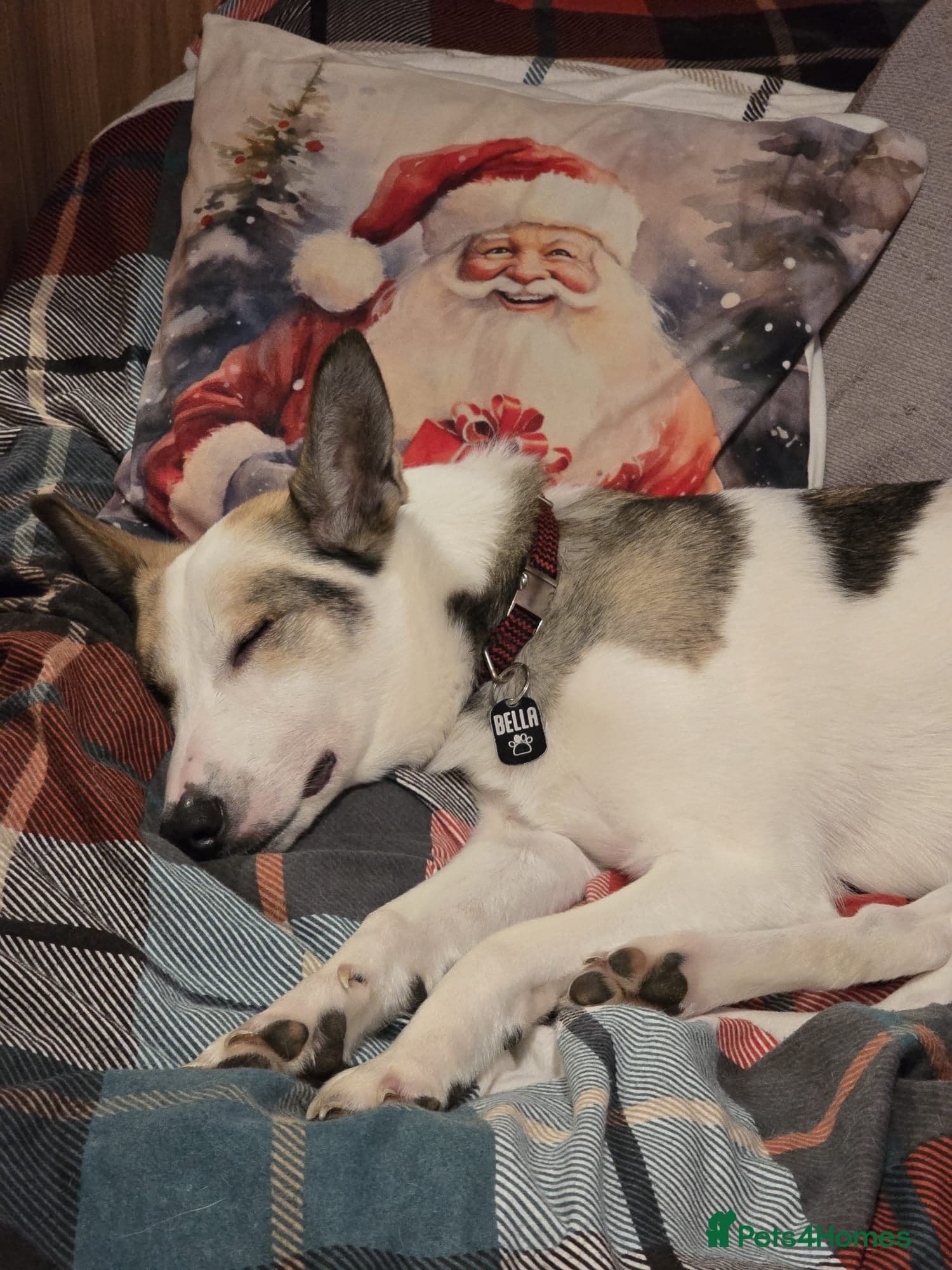 ๏ธ๐ถ bela photo 4