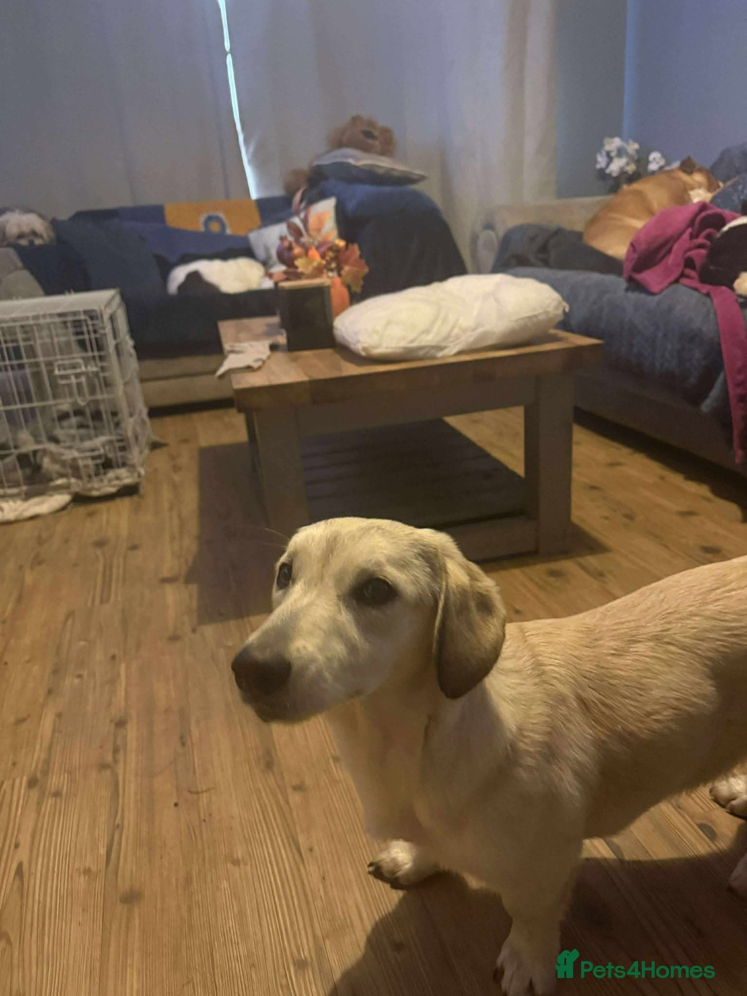 Roxanne - reserved photo 10