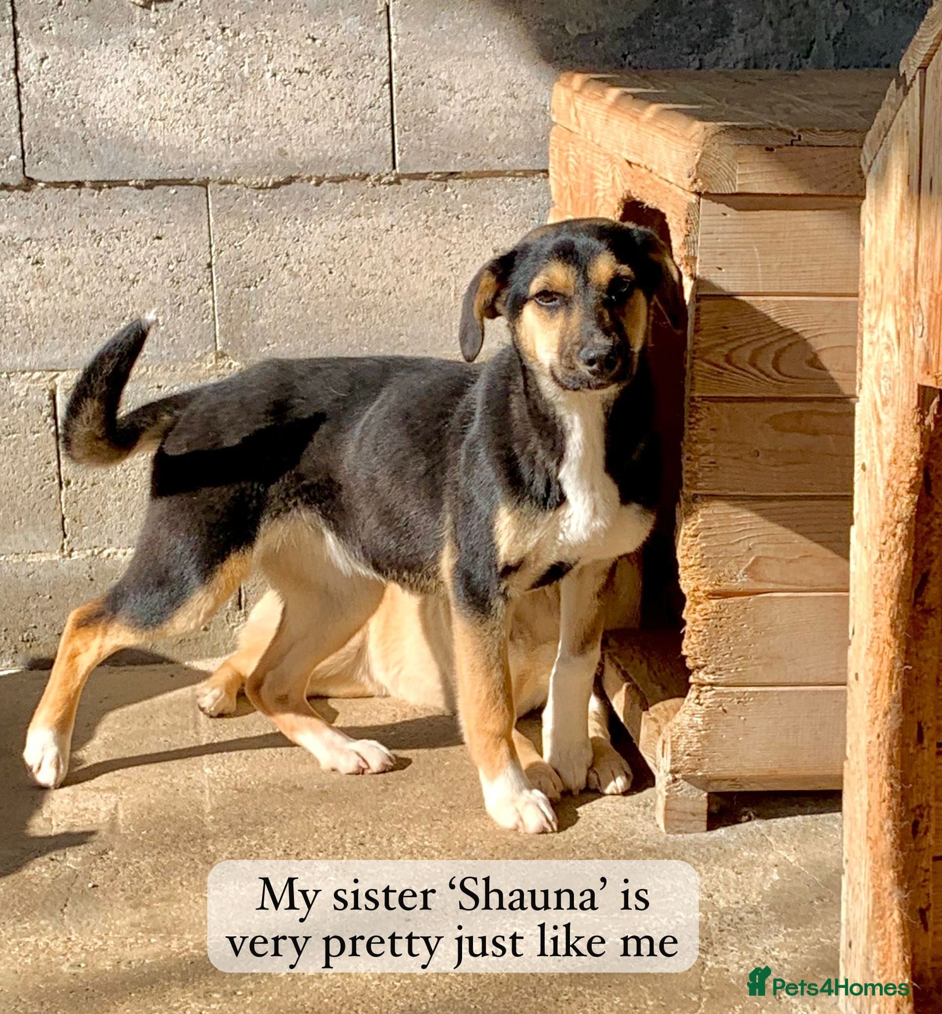 Shannon, 6 months approx, photo 6