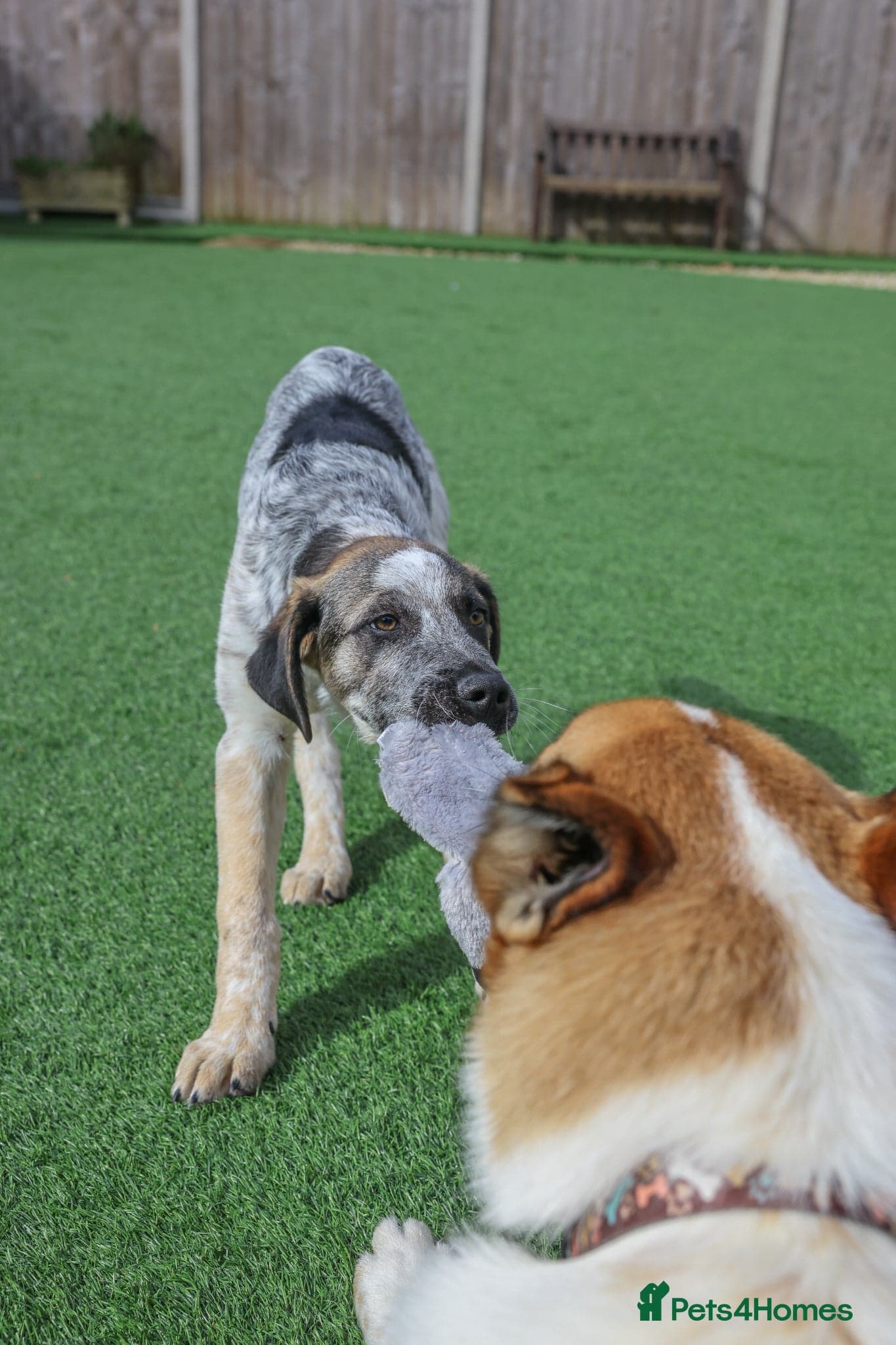 Easygoing Electra - Colourful Lab type photo 23