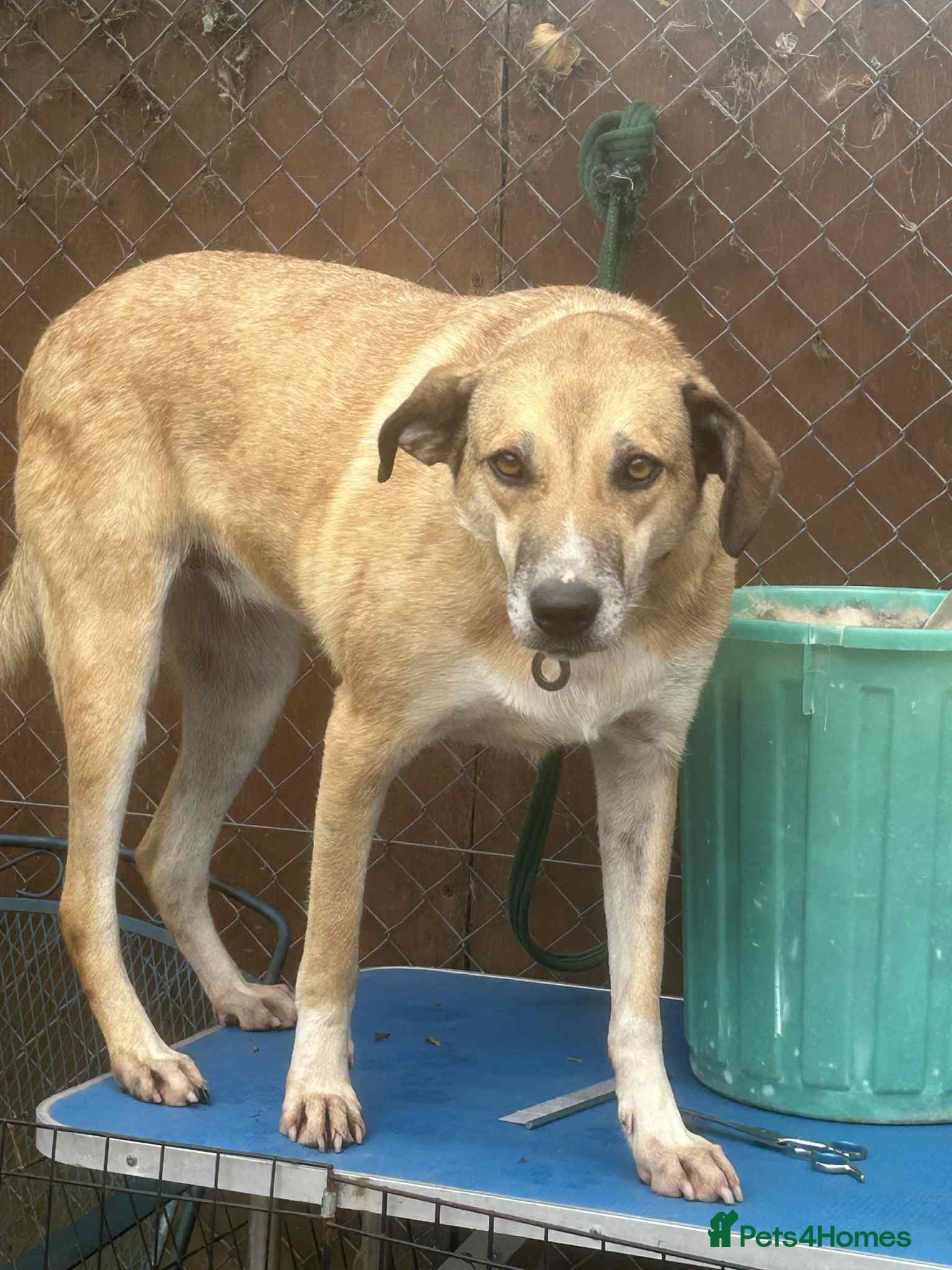 Sara - Norwich Norfolk photo 8