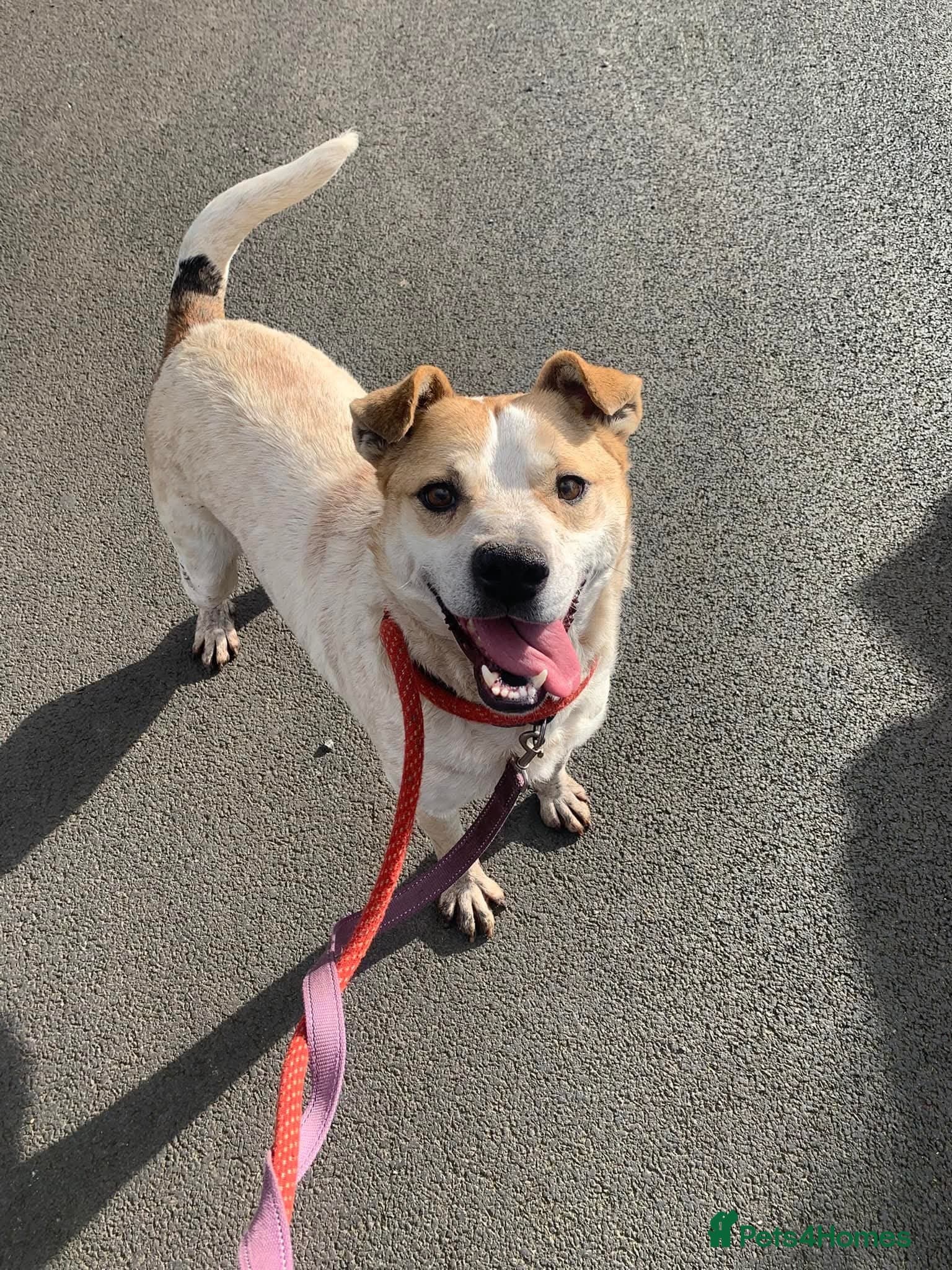 Meet Barry,currently residing in Cheshire photo 10