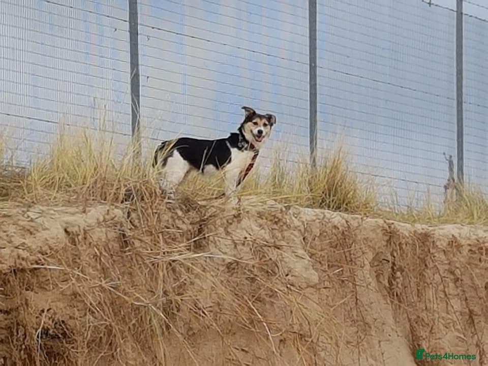 Tara - Norwich Norfolk photo 15