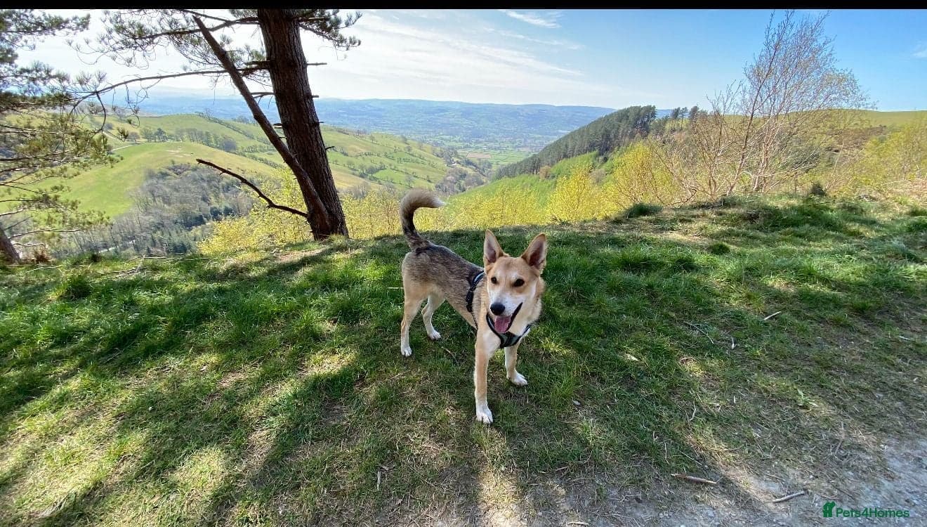 Handsome Rom photo 2