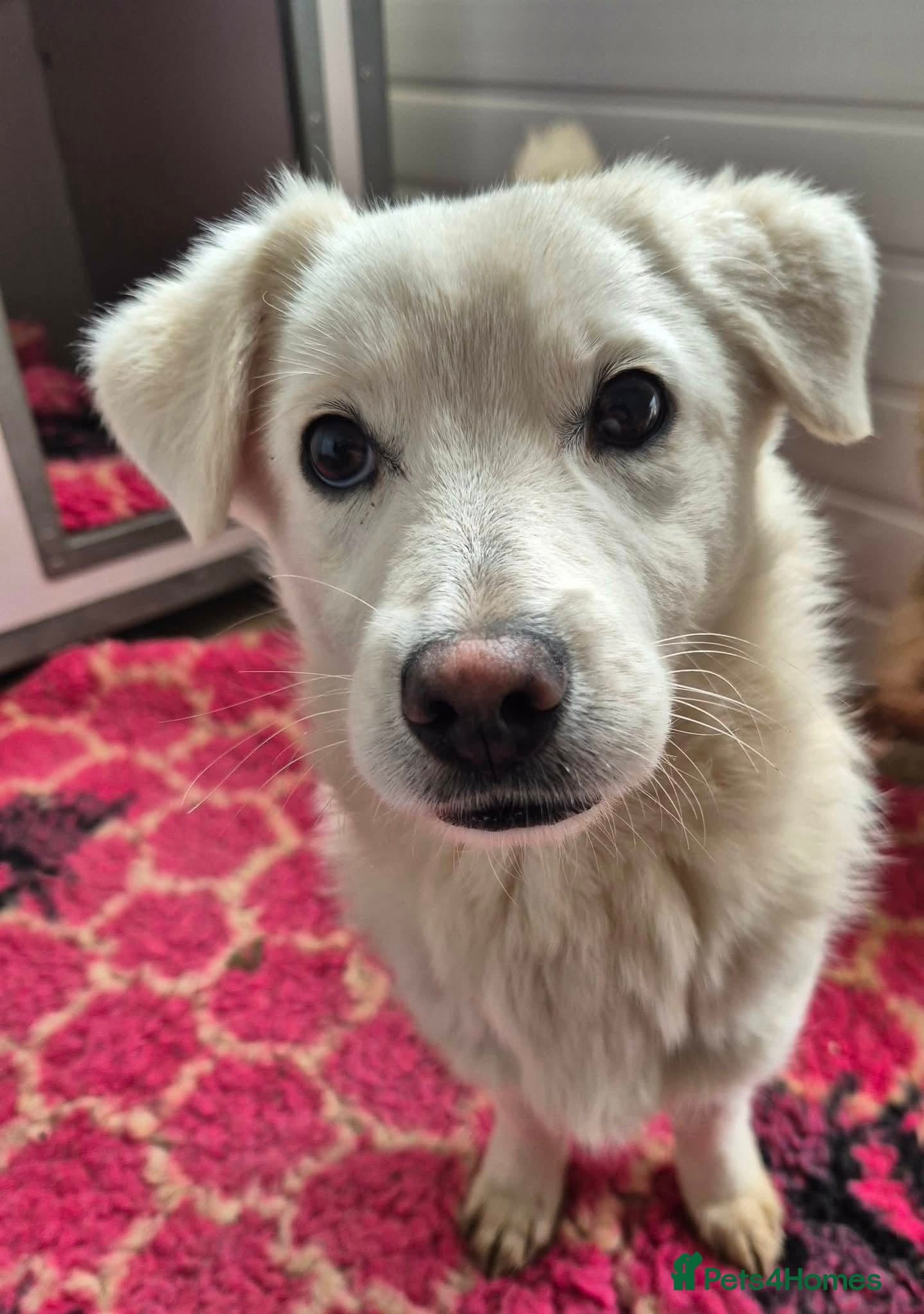 Buddy - In Ayr — Mixed Breed