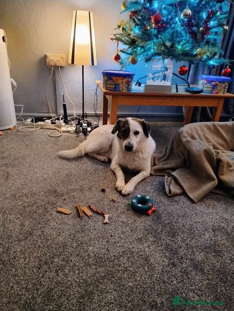 Meet Patch, currently residing in Sheffield photo 5