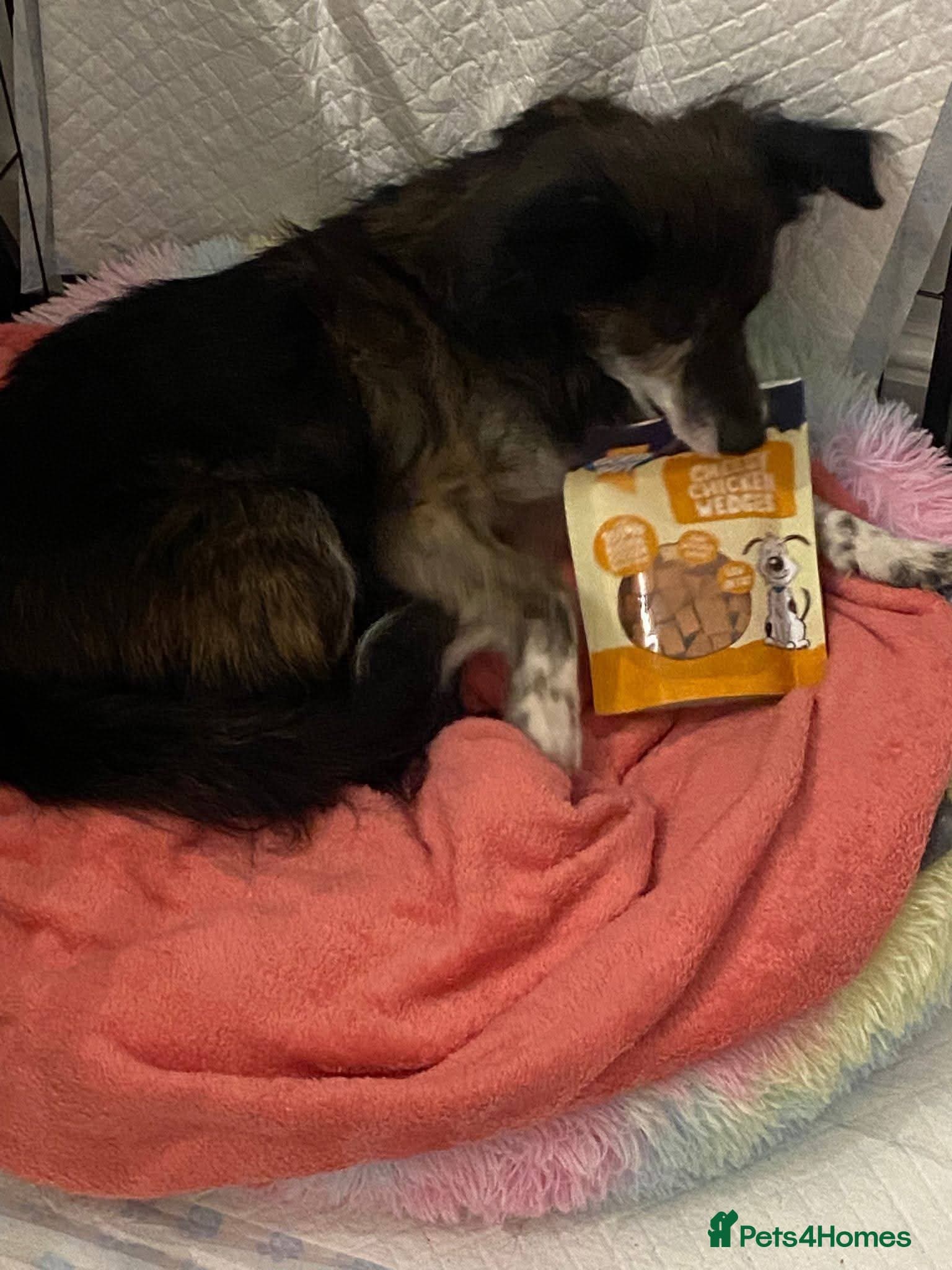 Meet Gizmo, currently residing in Lancashire photo 5