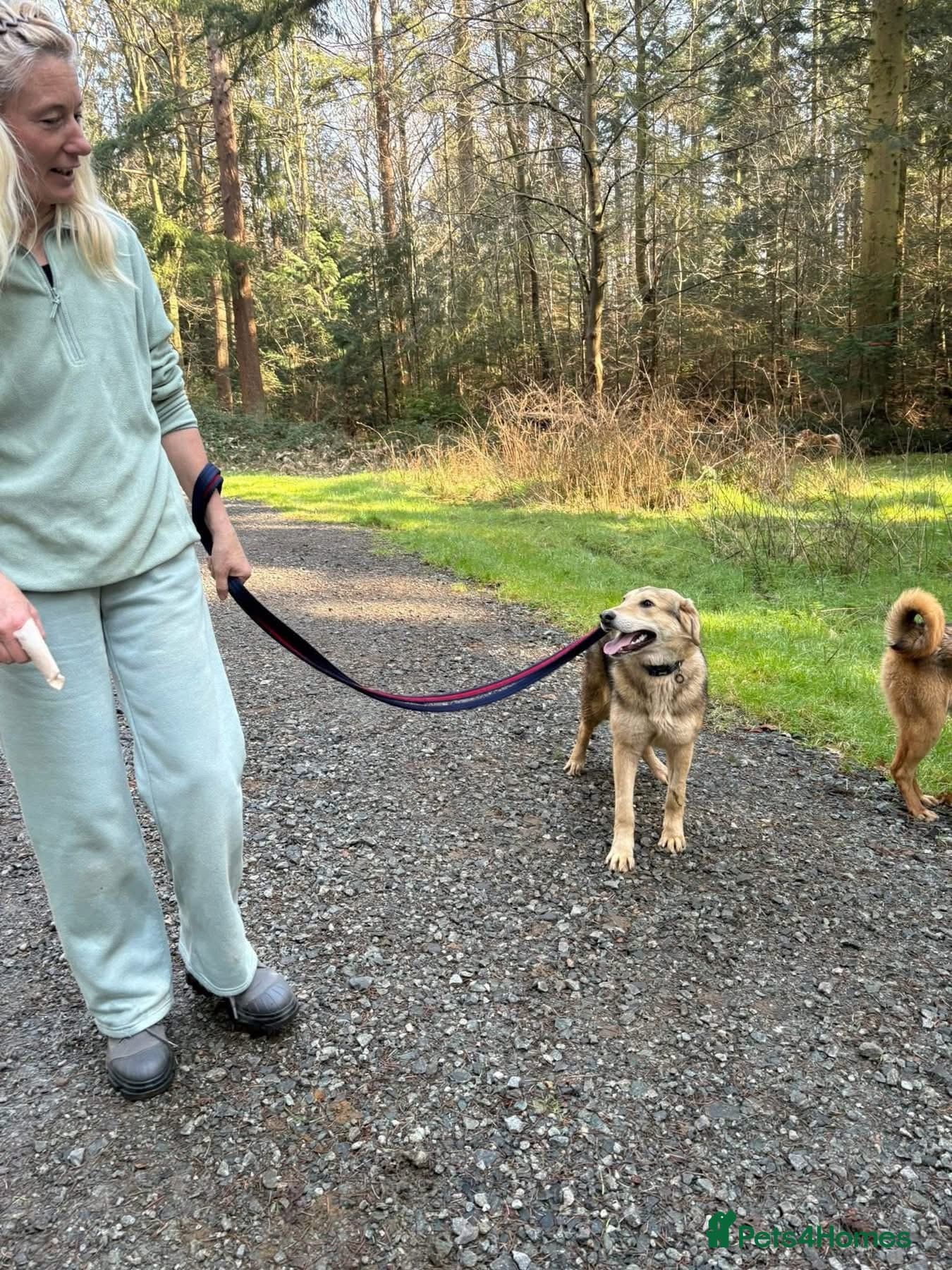 Neddy - Norwich Norfolk photo 6