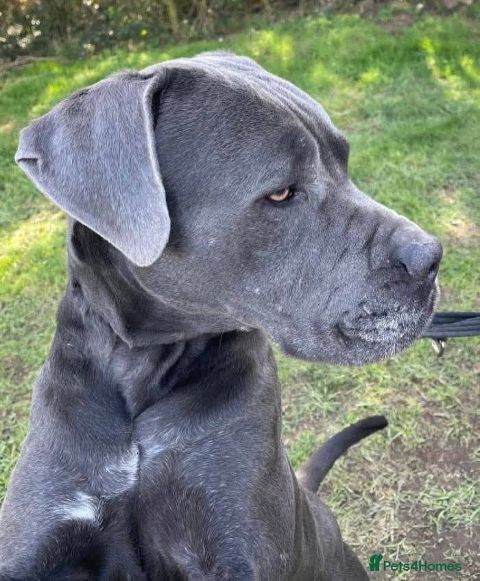 Meet Sky, currently residing in Merseyside photo 3